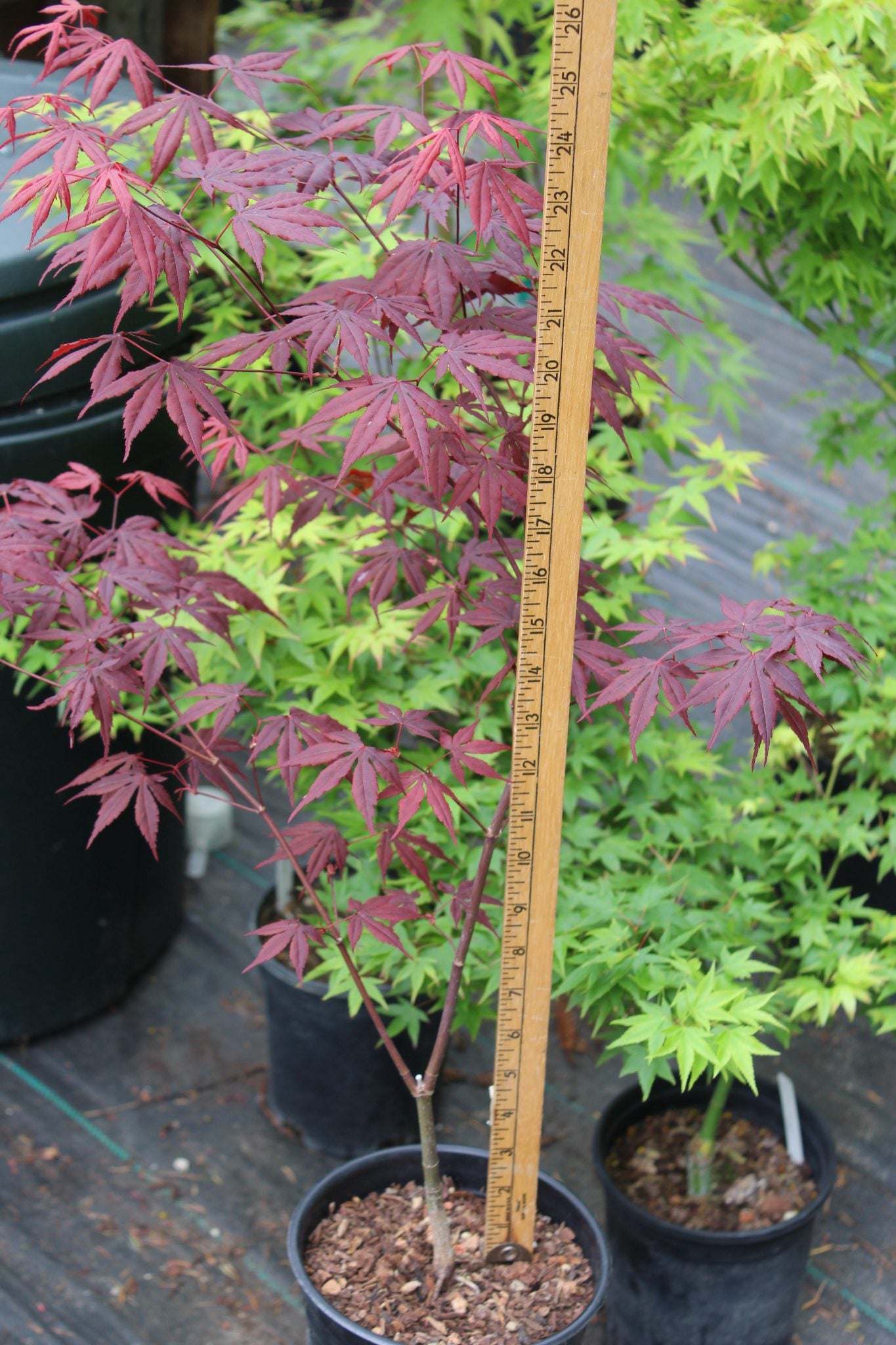 Red Japanese Maple Seedling 2 Yr Pre-Bonsai (#771)