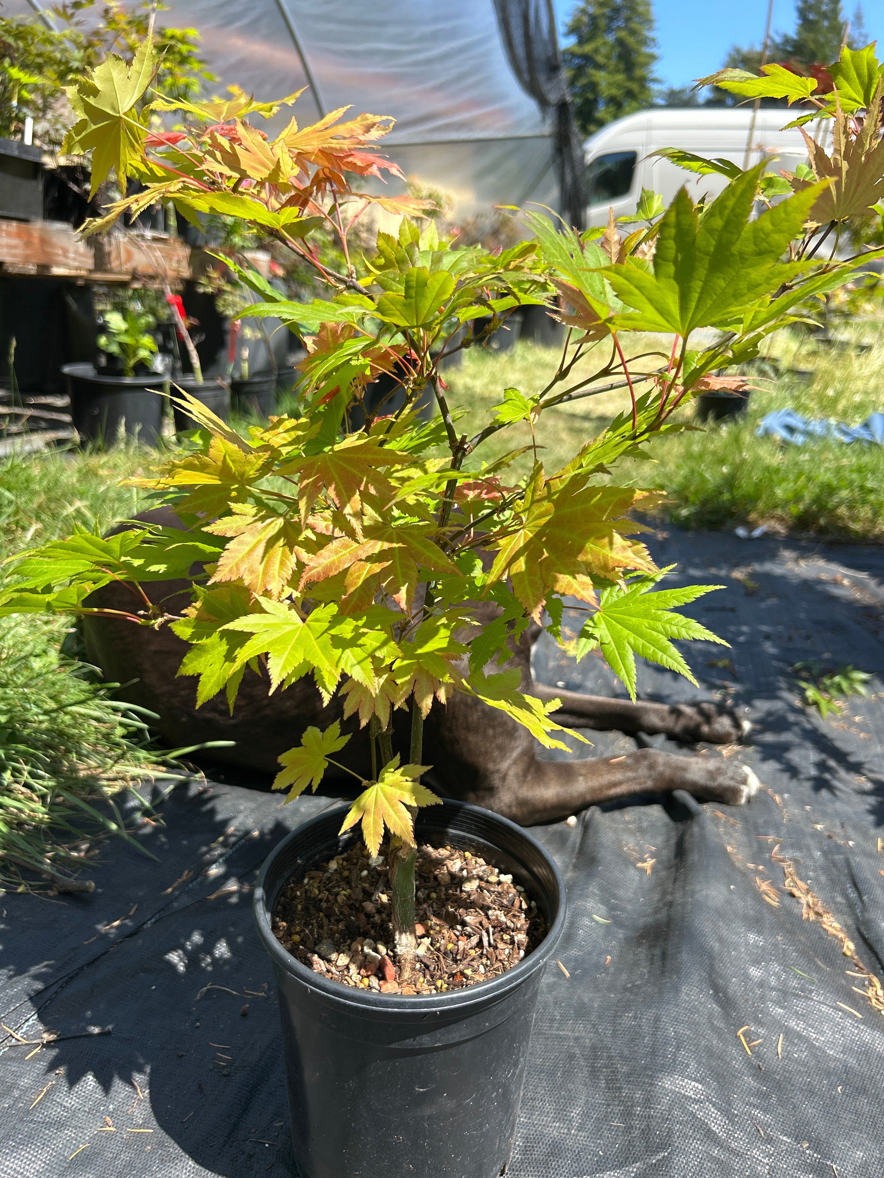 Autumn Moon 2 Yr Pre Bonsai (#68)