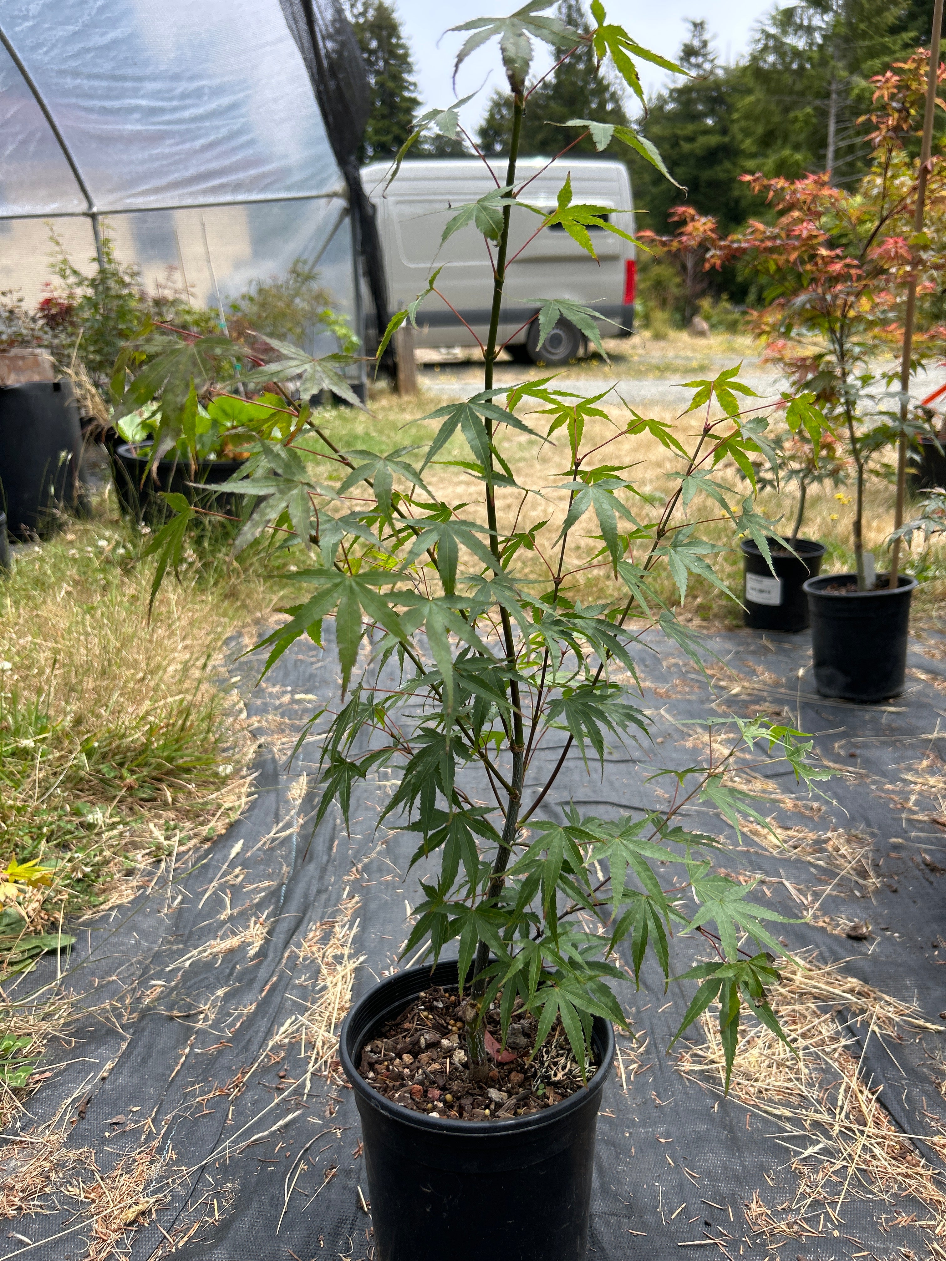 Pine Bark Nishiki Gawa (2 Yr) Pre Bonsai (#78)