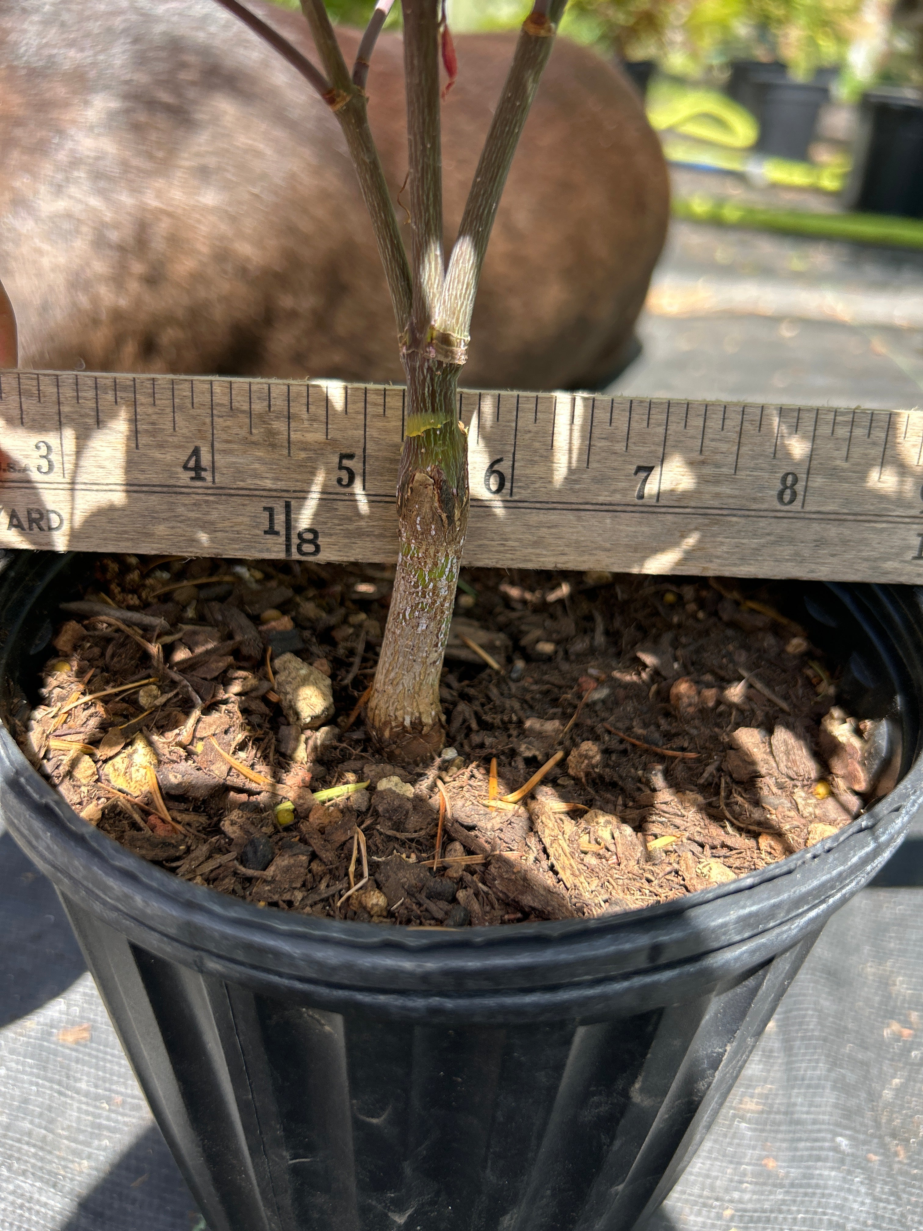 Rhode Island Red- Pre-Bonsai 1-2 years (#58)