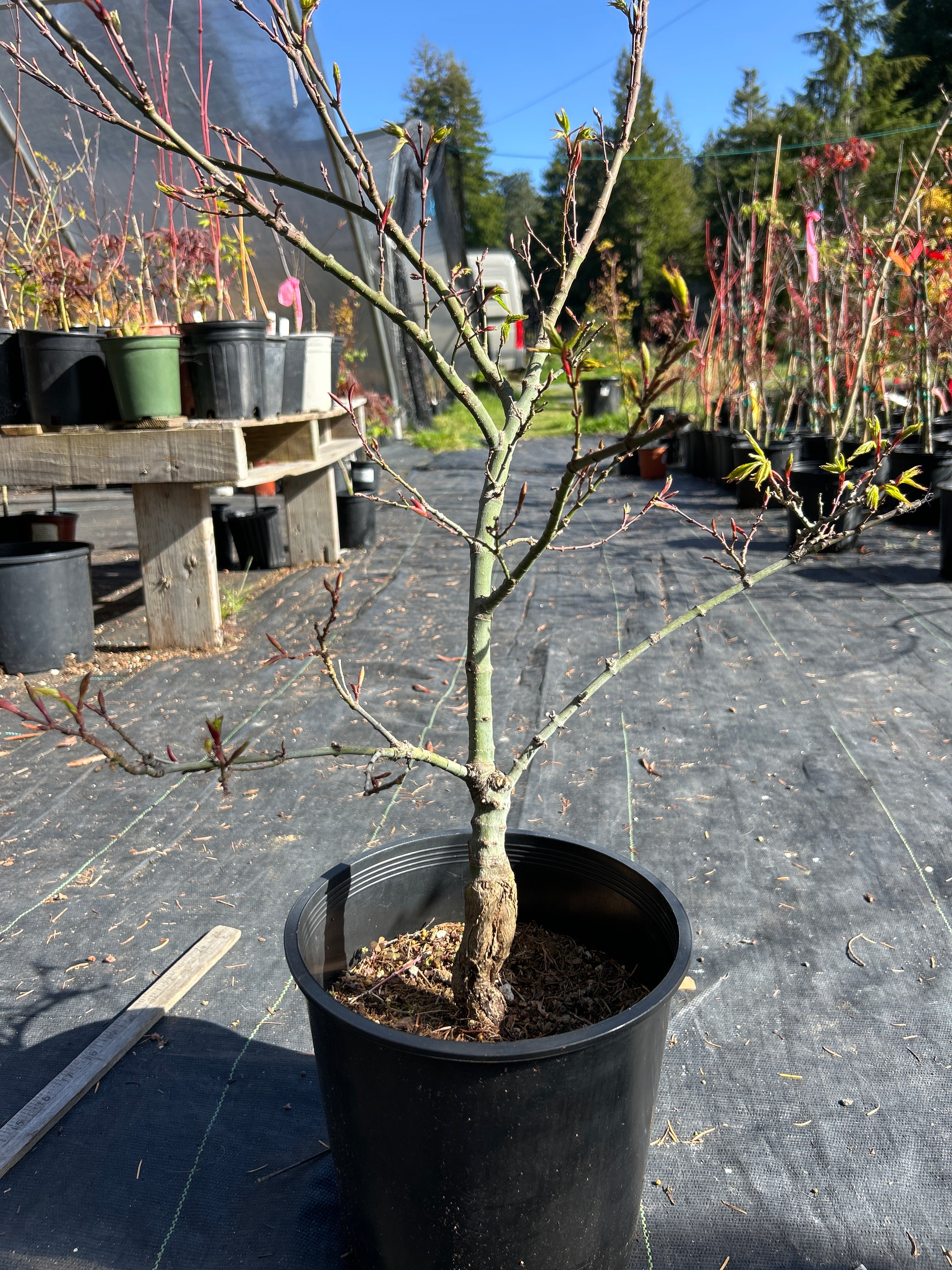 Seiun Kaku Pre-Bonsai 5-6 yr (#922)