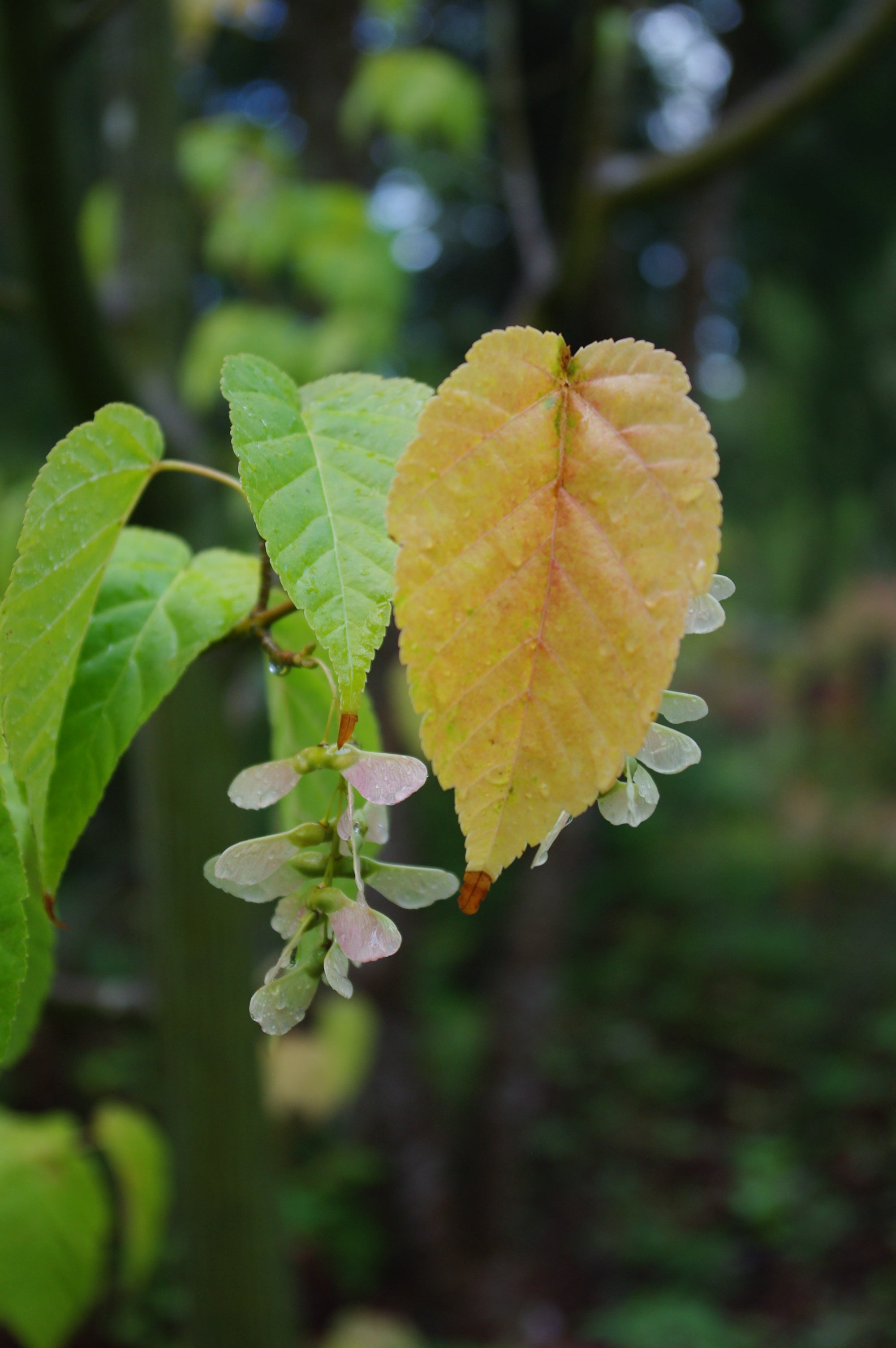 Acer davidii