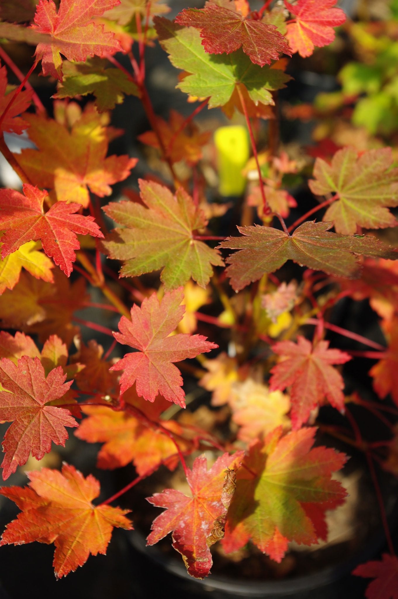 acer circinatum dels drwarf potted plants colorful maple tree