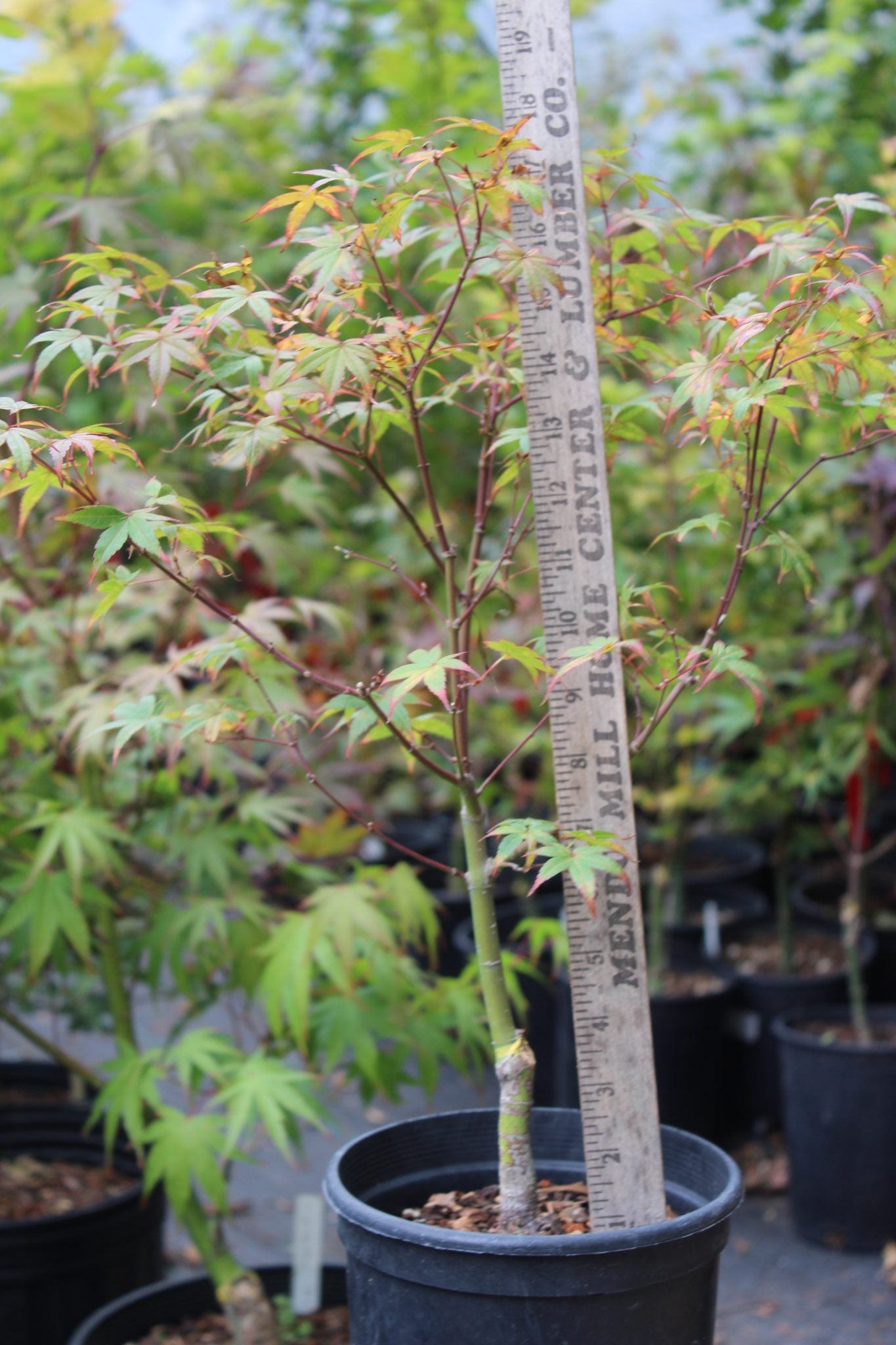 Beni Tsukasa Pre-Bonsai 2-3 Yr (#795)