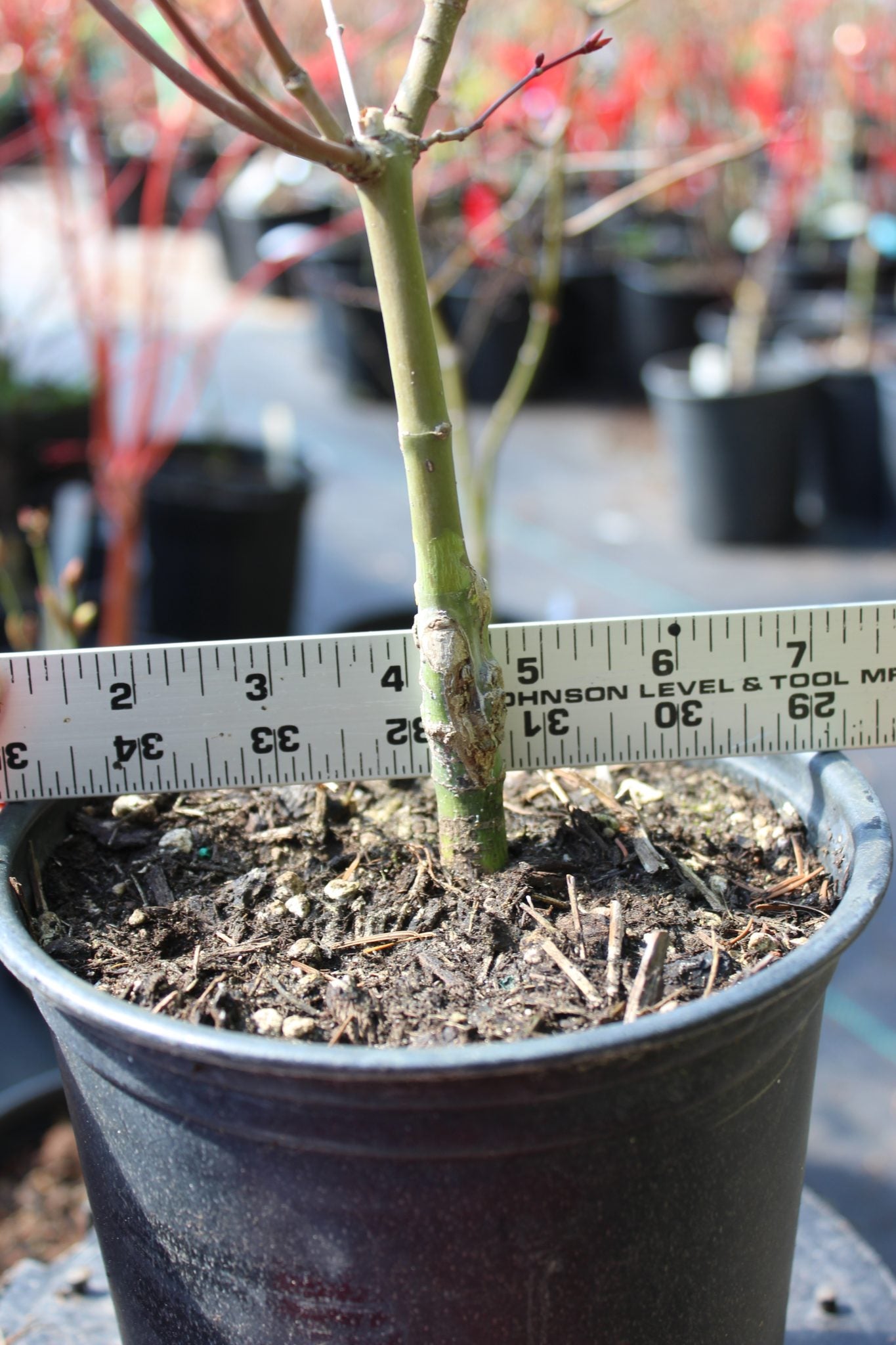 Beni Maiko Pre Bonsai 3-4 yr (#816)