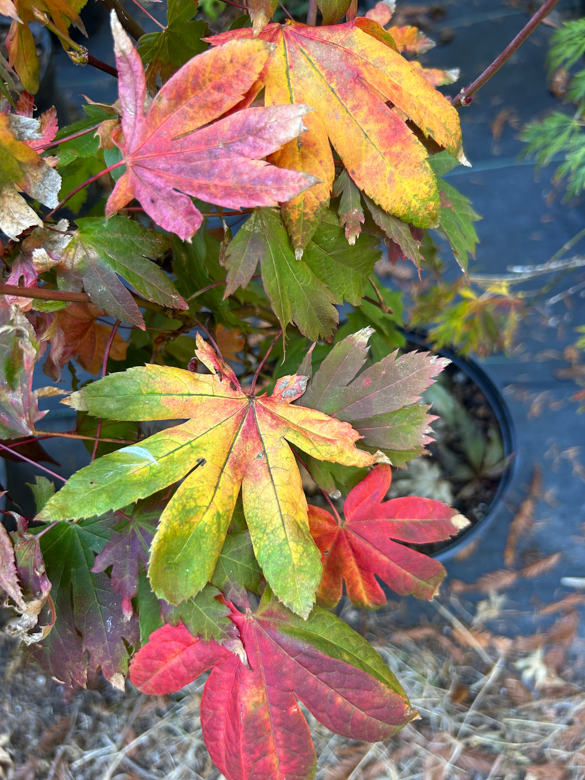 Acer circinatum Ki setsudoe