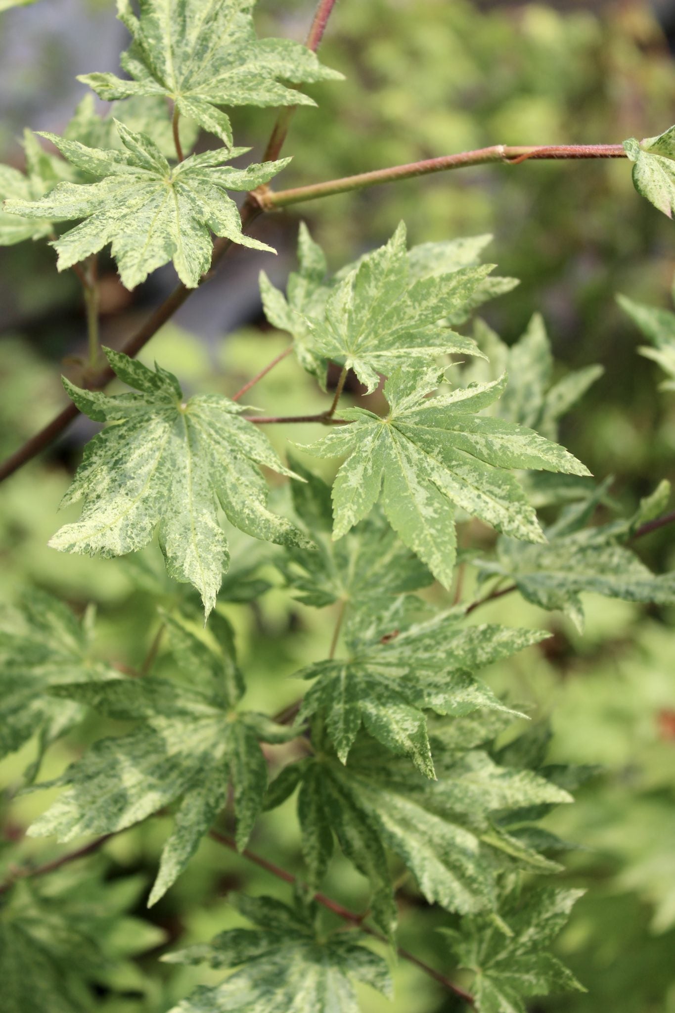 Acer Sieboldianum Kumoi Nishiki