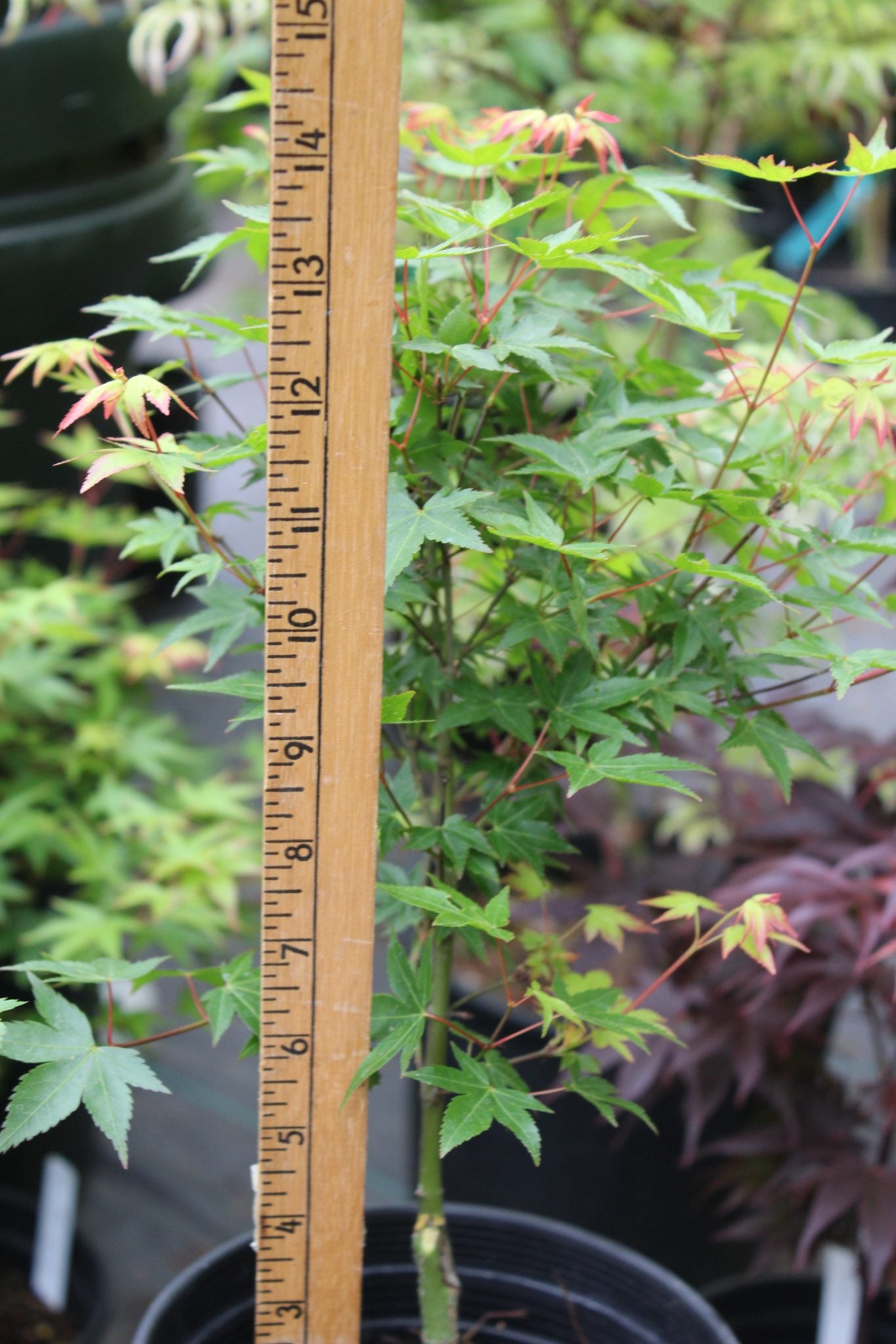 Murasaki Kiyhome Pre Bonsai 2-3 Year (#776)