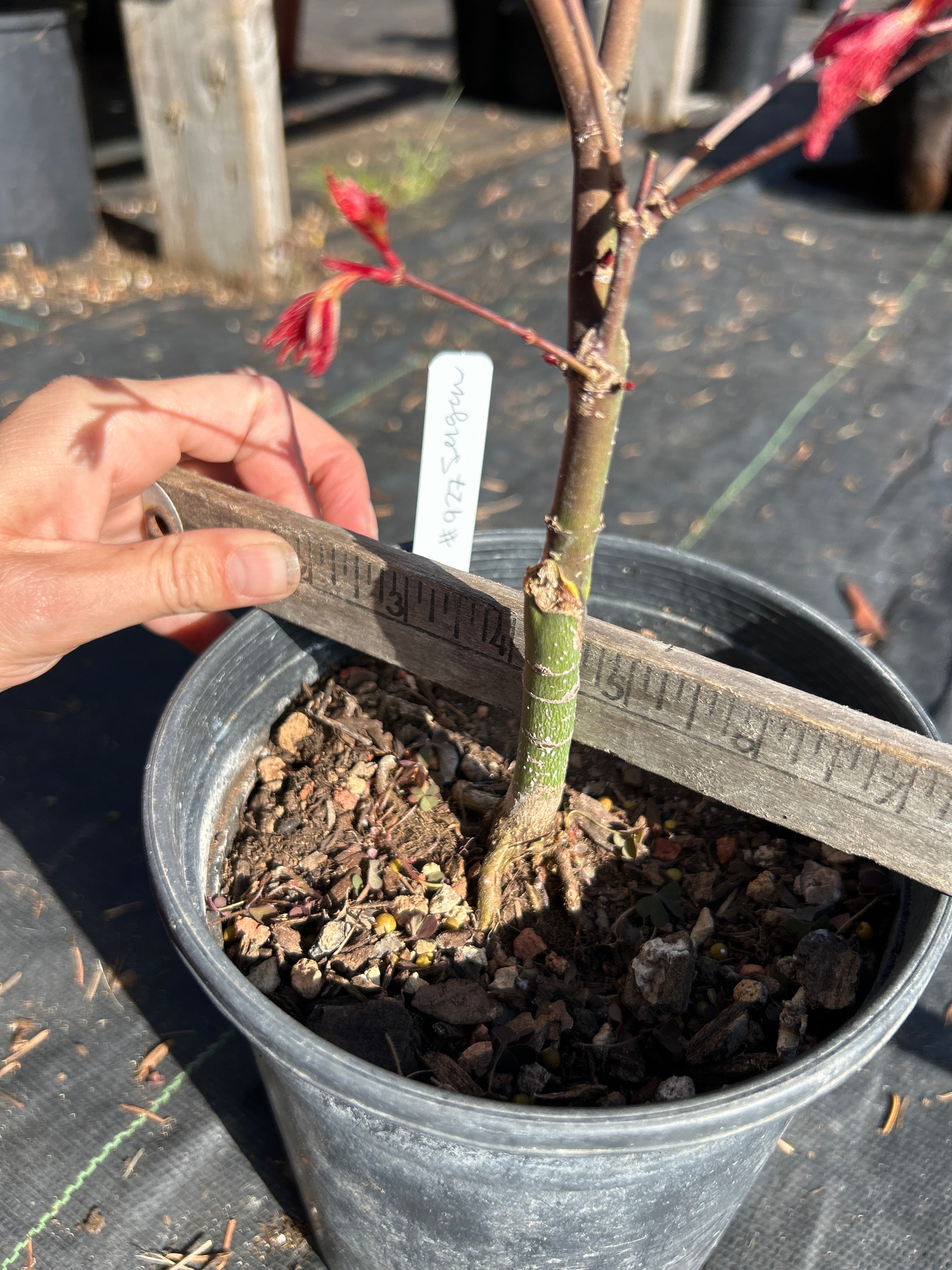 Seigen Pre-Bonsai 1-2 Year (#927)
