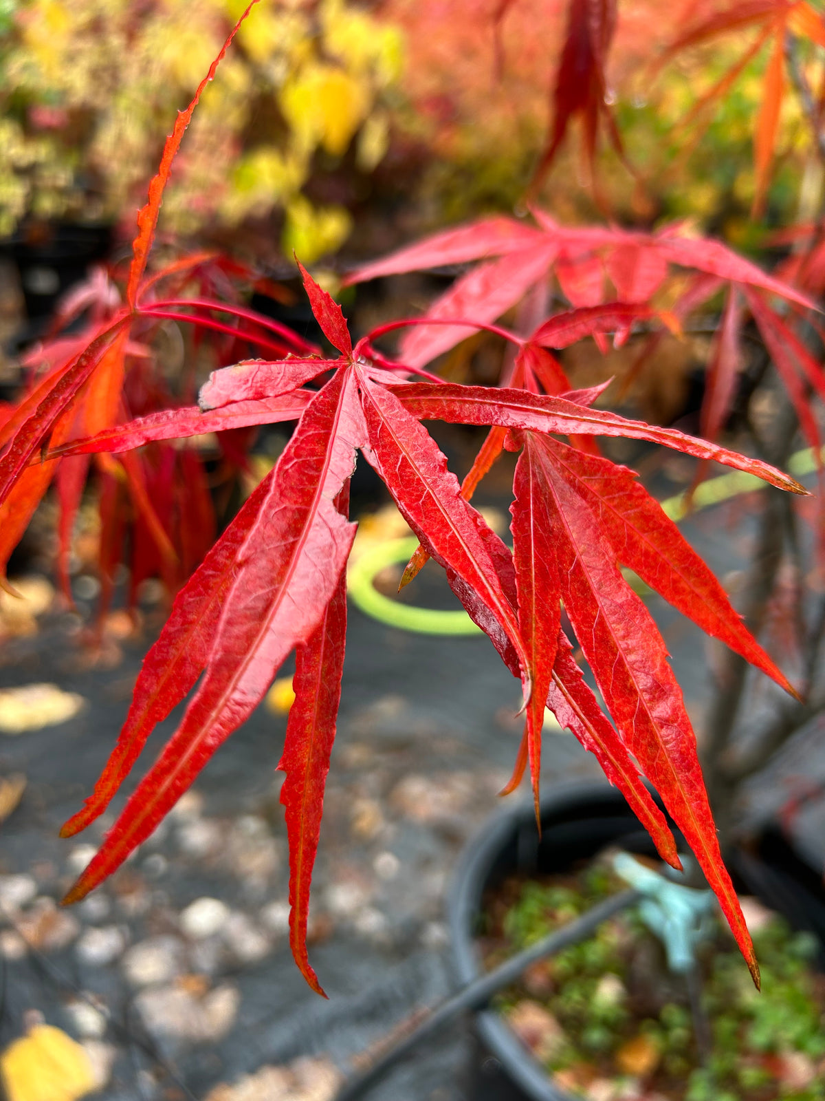 Scolopendrifolium