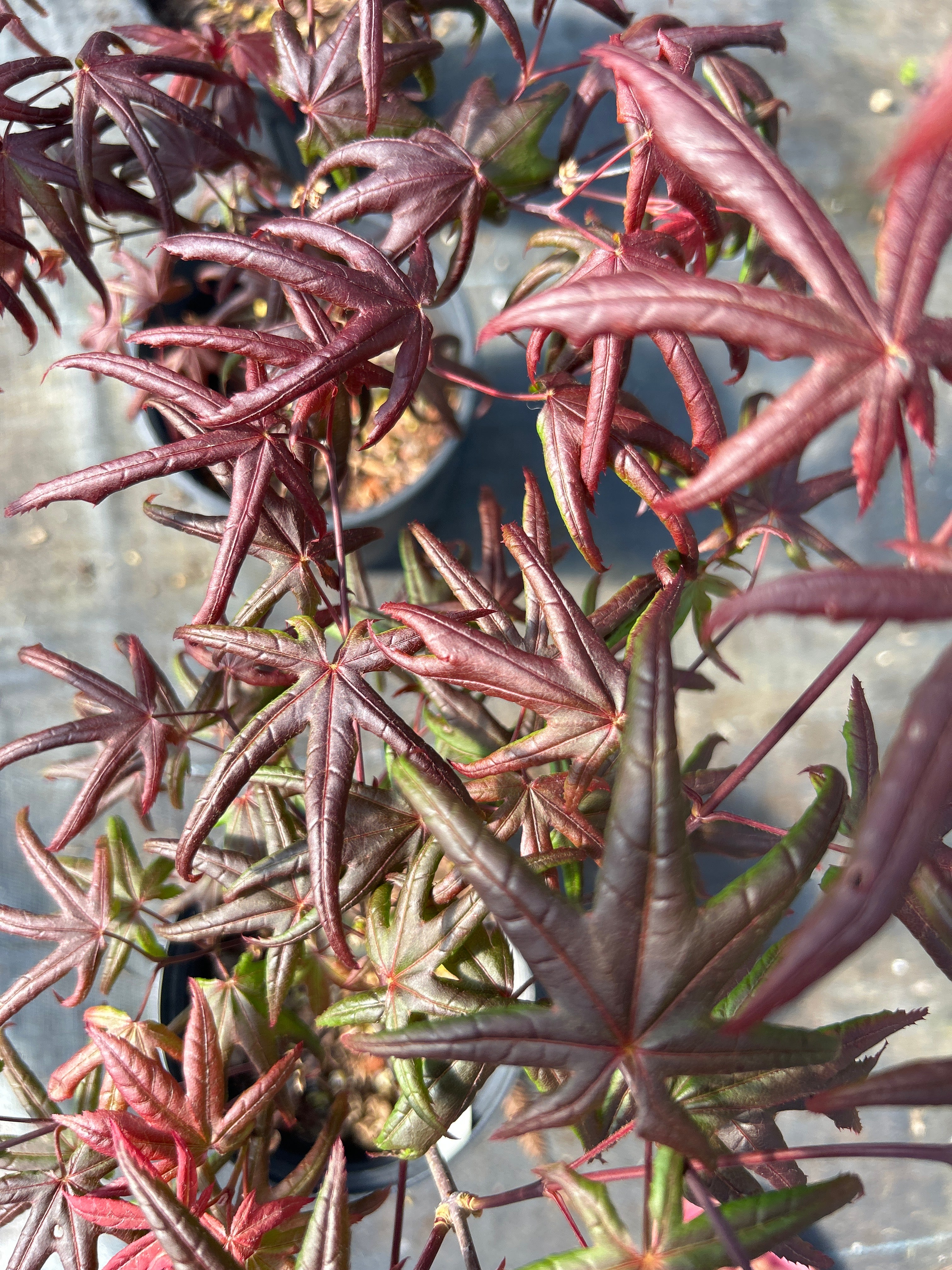 Peve Starfish