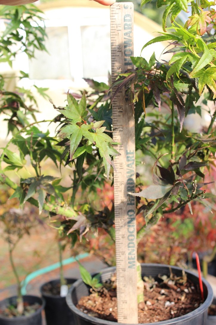 Mikawa Yatsubusa 4-5 Yr Pre Bonsai (#621)