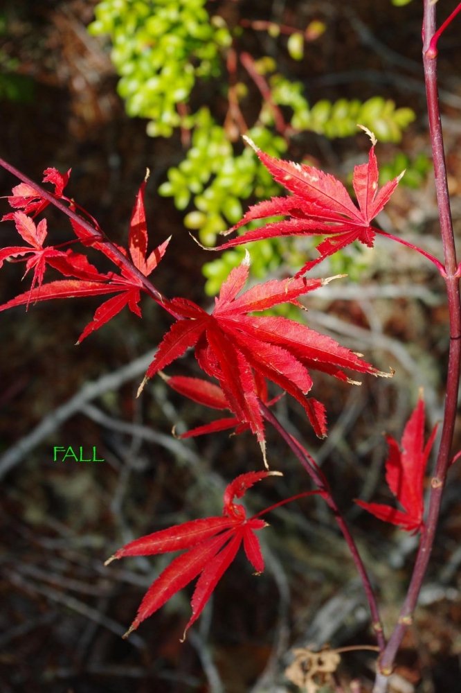 Edna Bergman - Fall