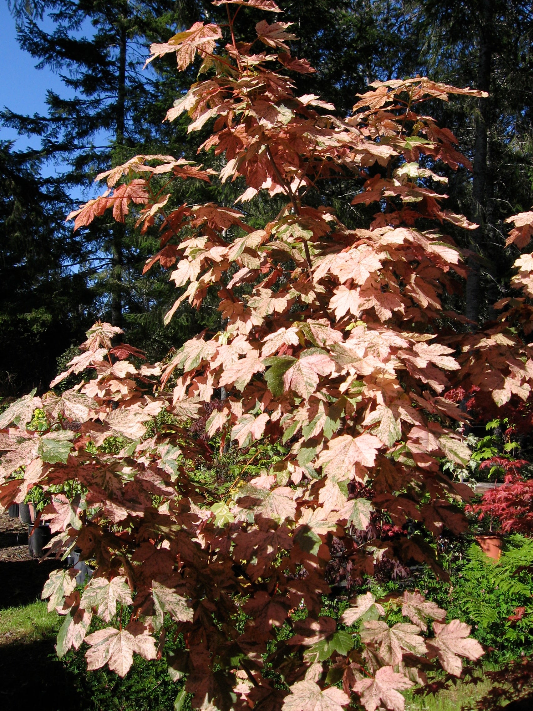 Acer pseudoplatanus Esk Sunset