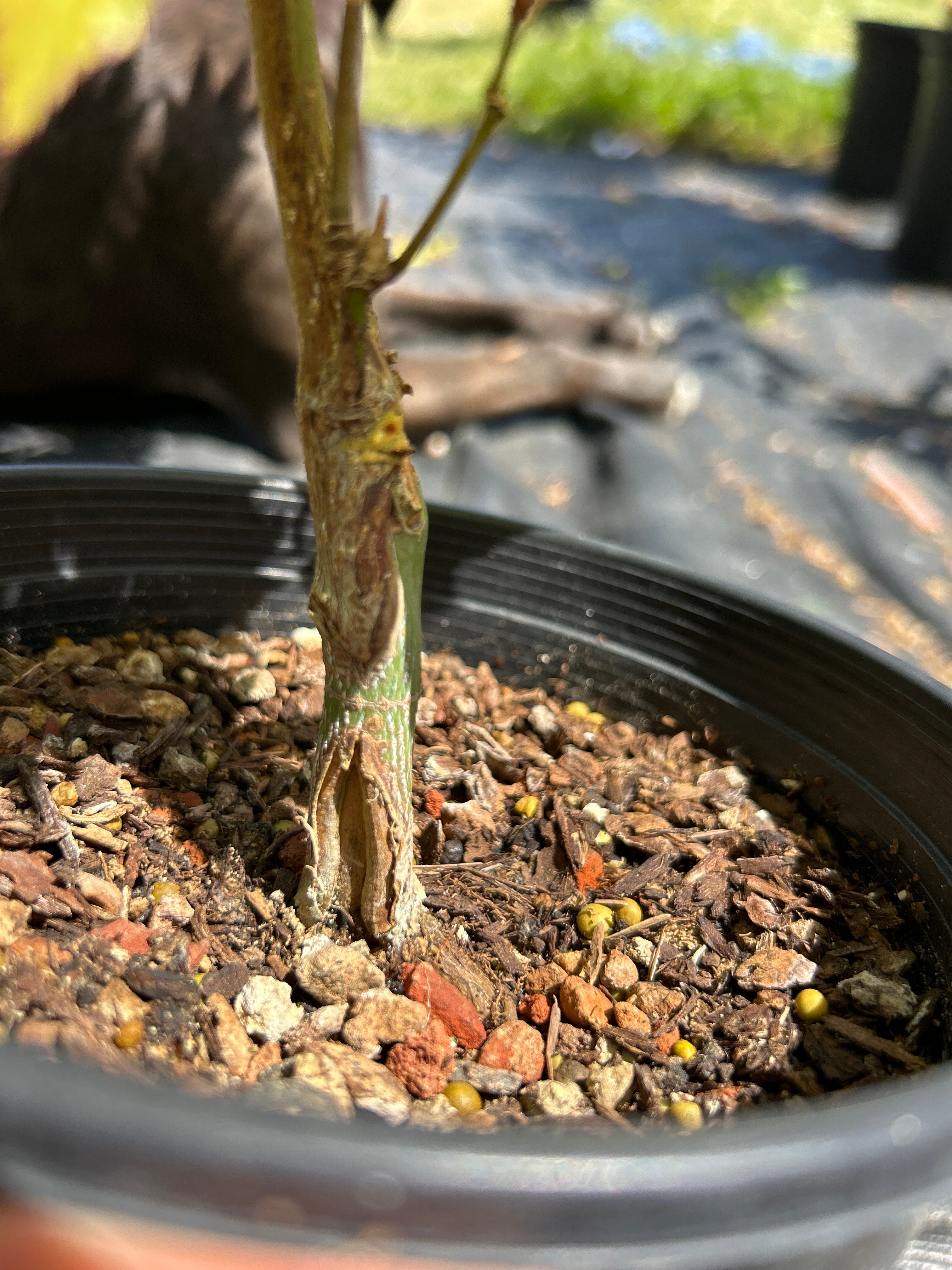 Autumn Moon 2 Yr Pre Bonsai (#68)
