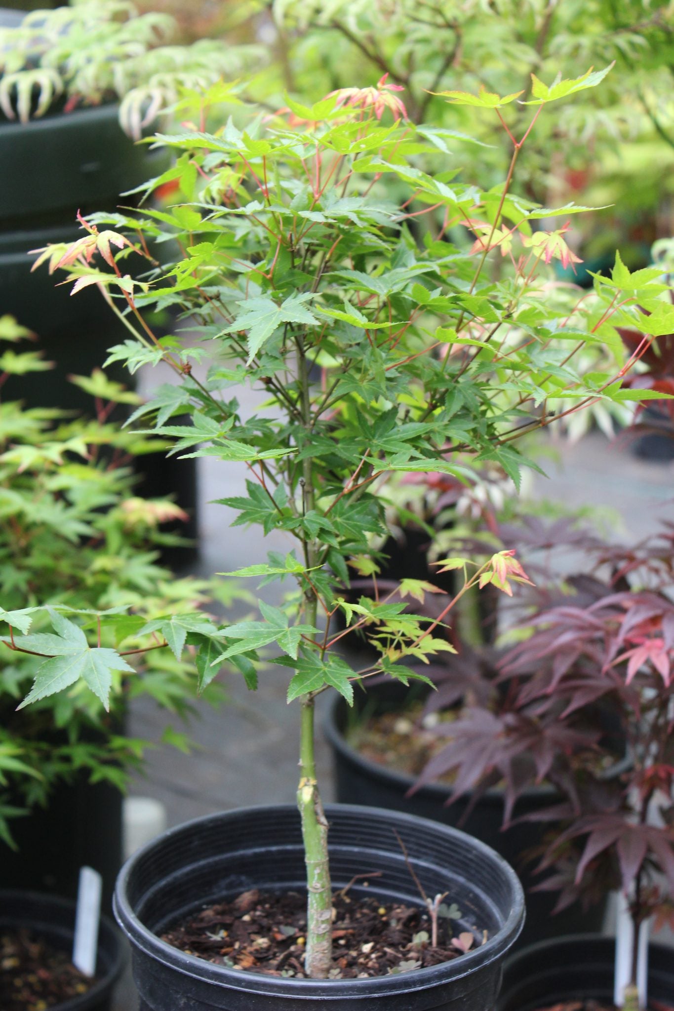 Murasaki Kiyhome Pre Bonsai 2-3 Year (#776)