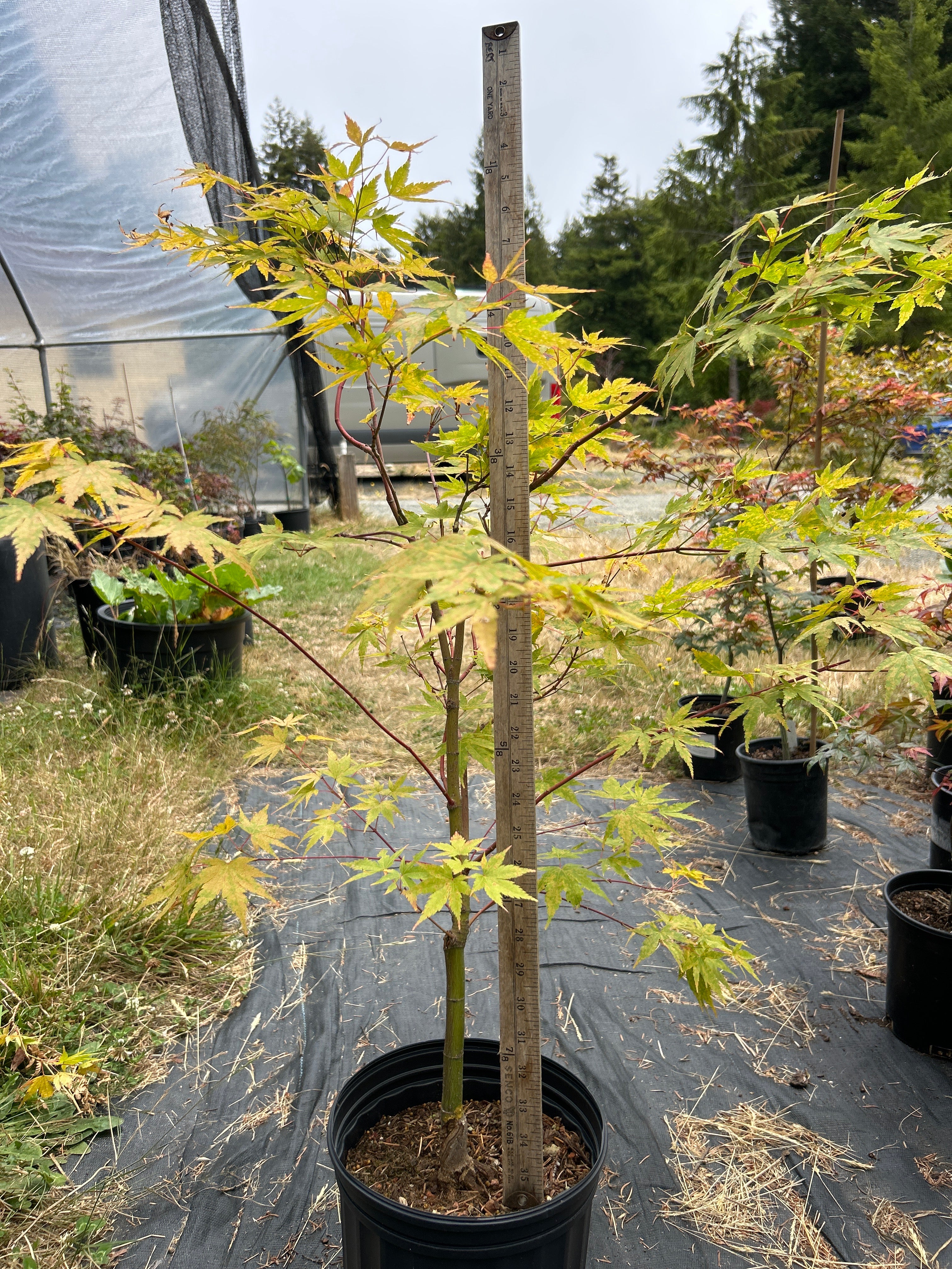 Sango Kaku (Coral Bark) 4-5 Yr Pre-Bonsai (#77)