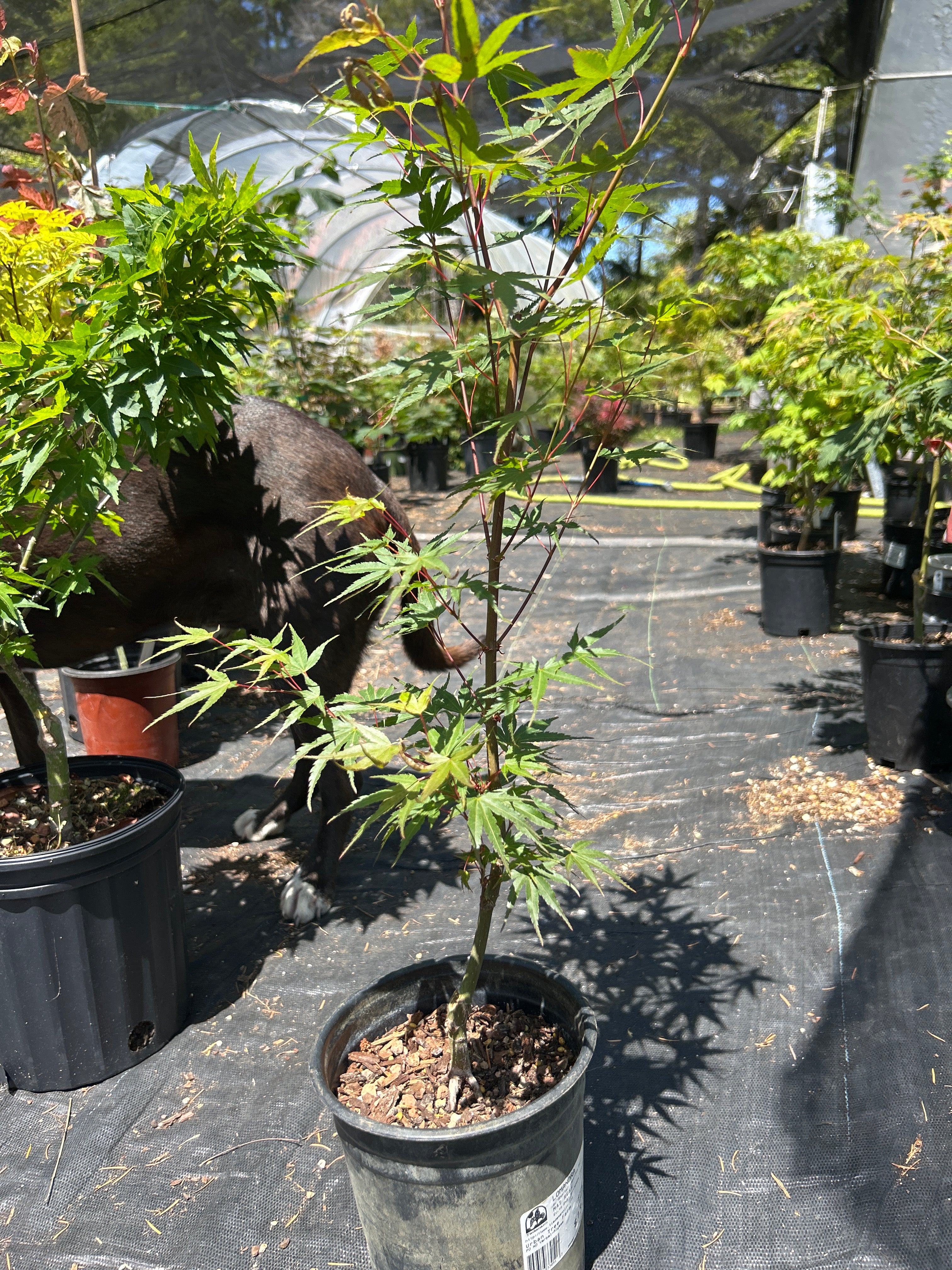 Arakawa Rough Bark Maple- Pre-Bonsai 1-2 Yr (#63)