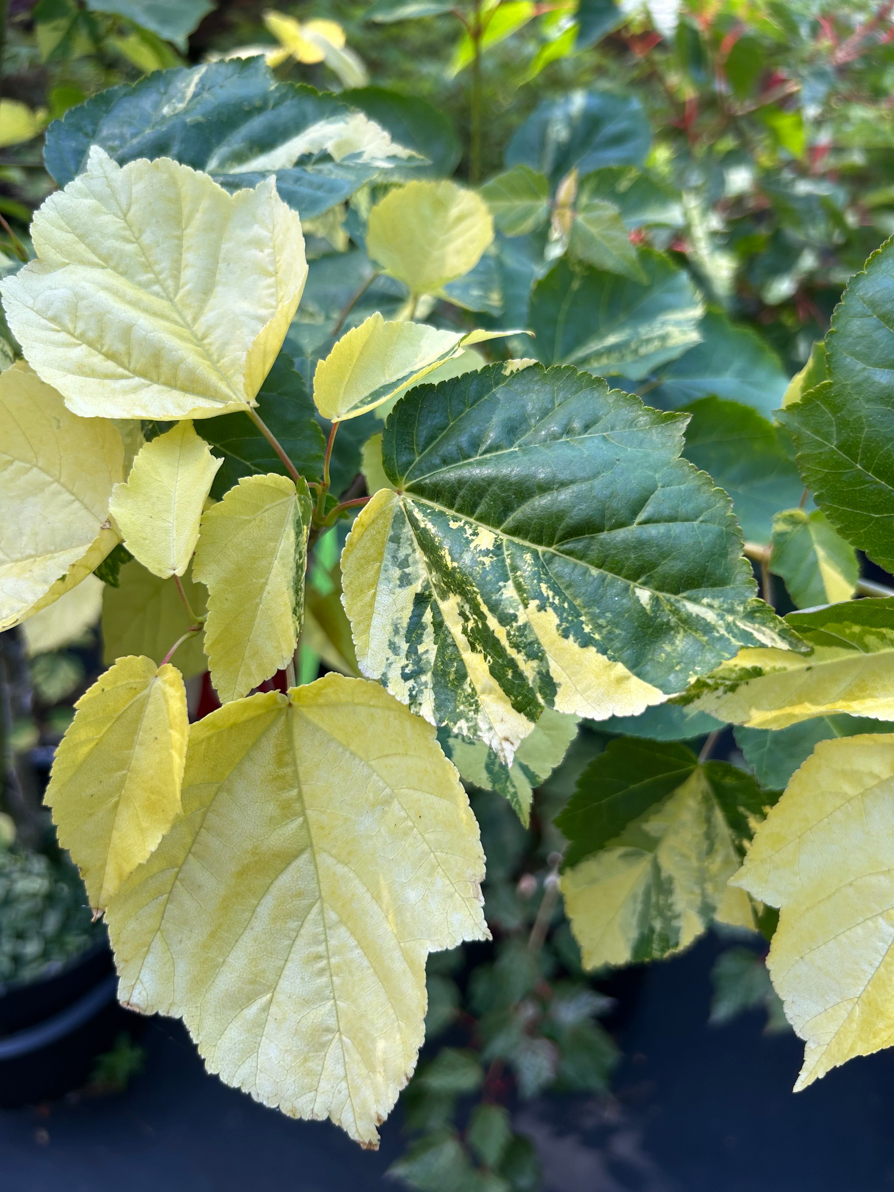 Acer davidii Hansu suru