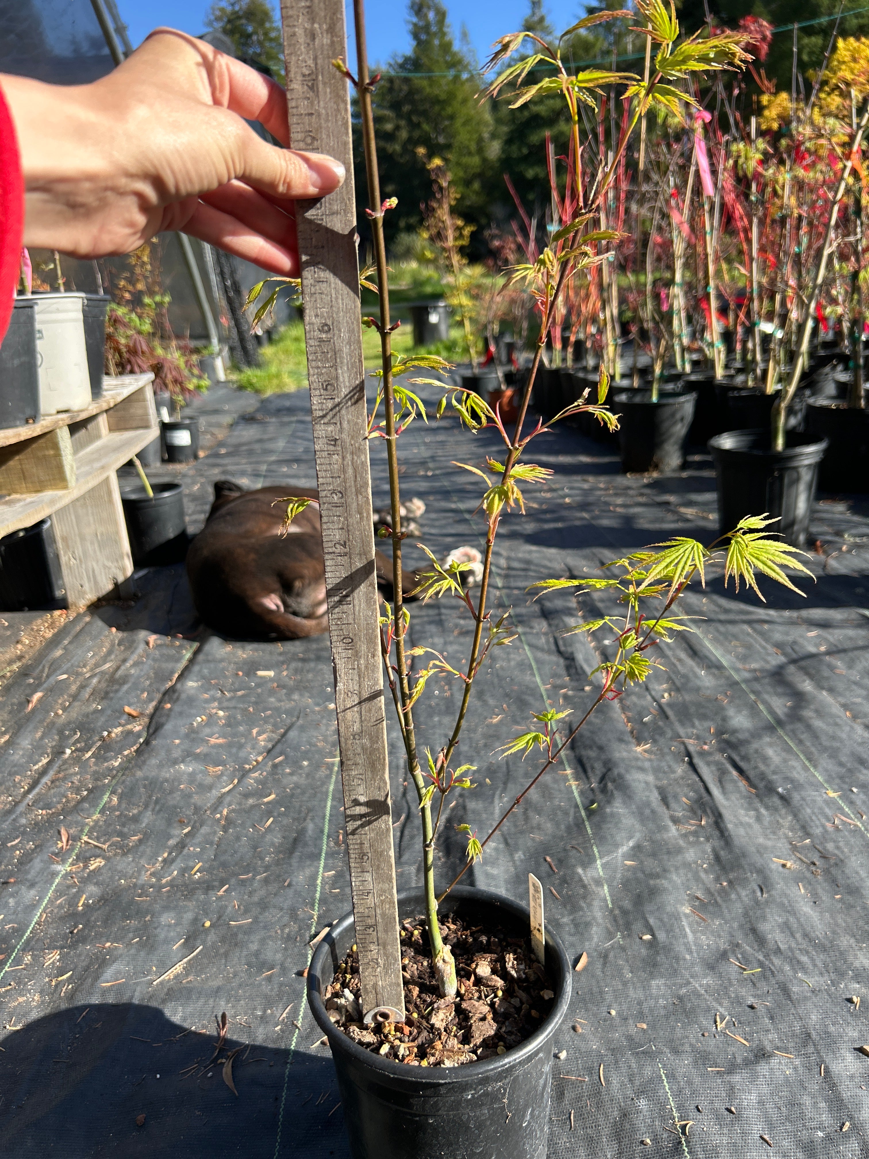 Arakawa Rough Bark Maple- 1-2 yr Pre-Bonsai (#933)