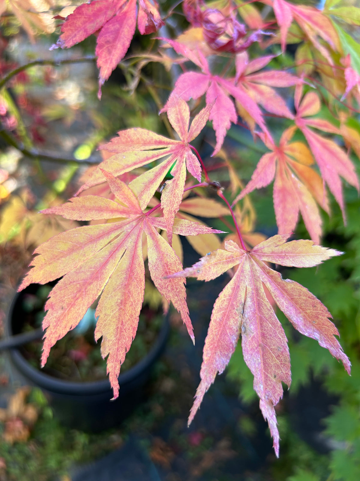 Kurabeyama
