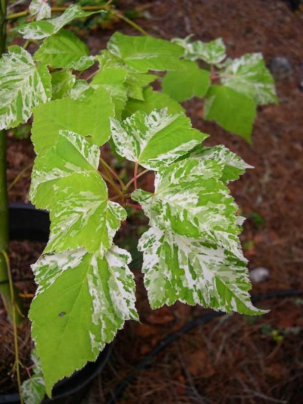 Acer rufinerve Hatsuyuki