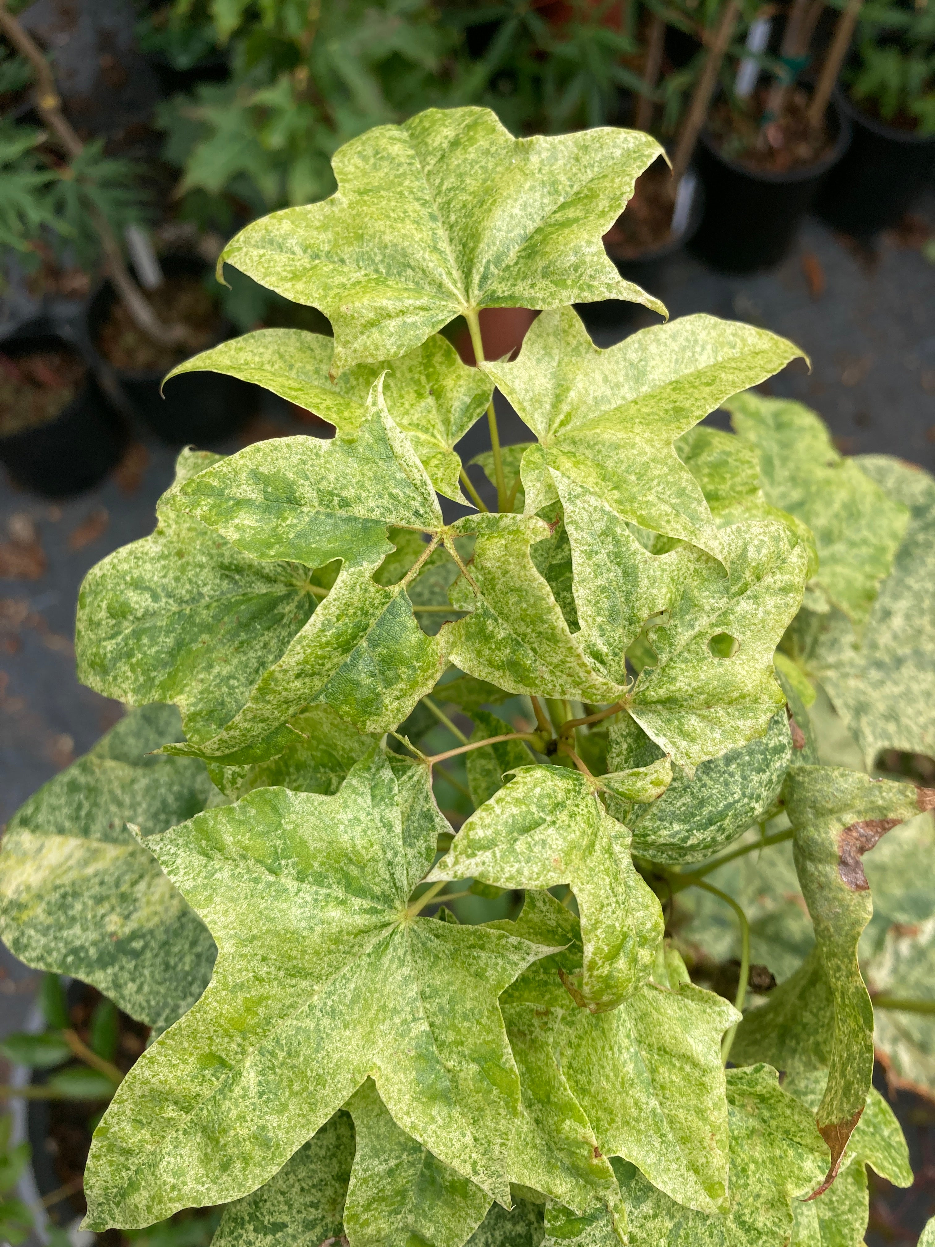 Acer pictum Naguri nishiki