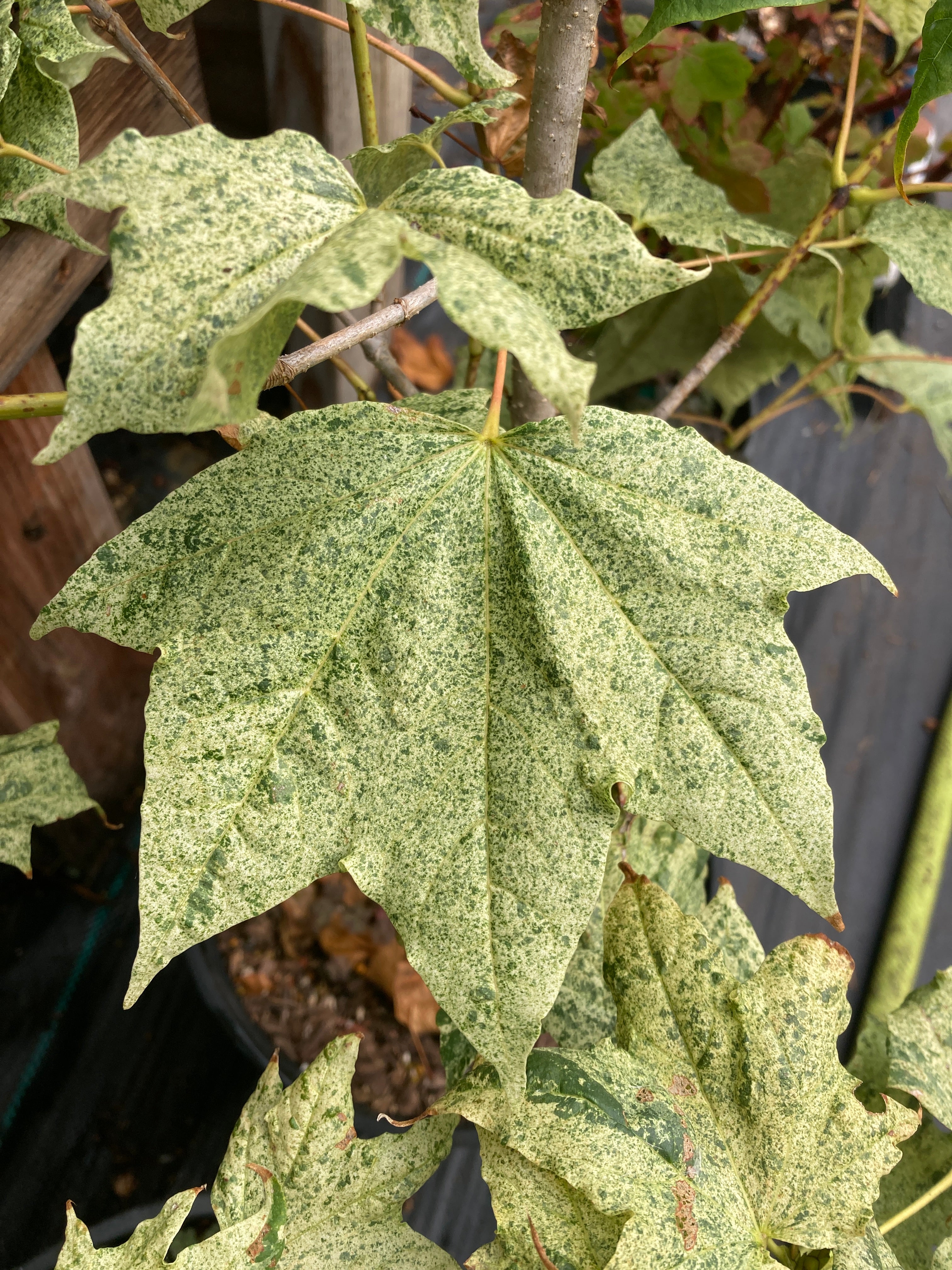 Acer pictum Naguri nishiki