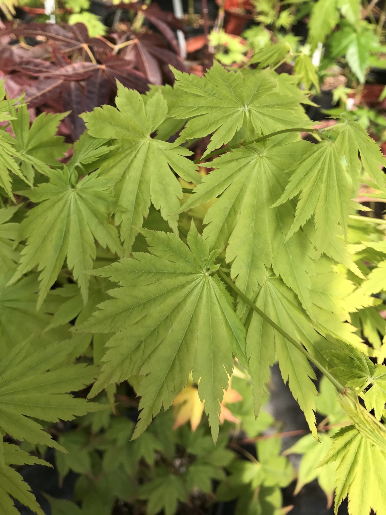 Tennuifolium