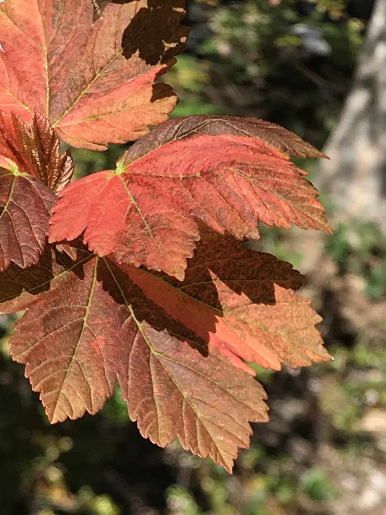 Acer pseudoplatanus Carnelian Wave