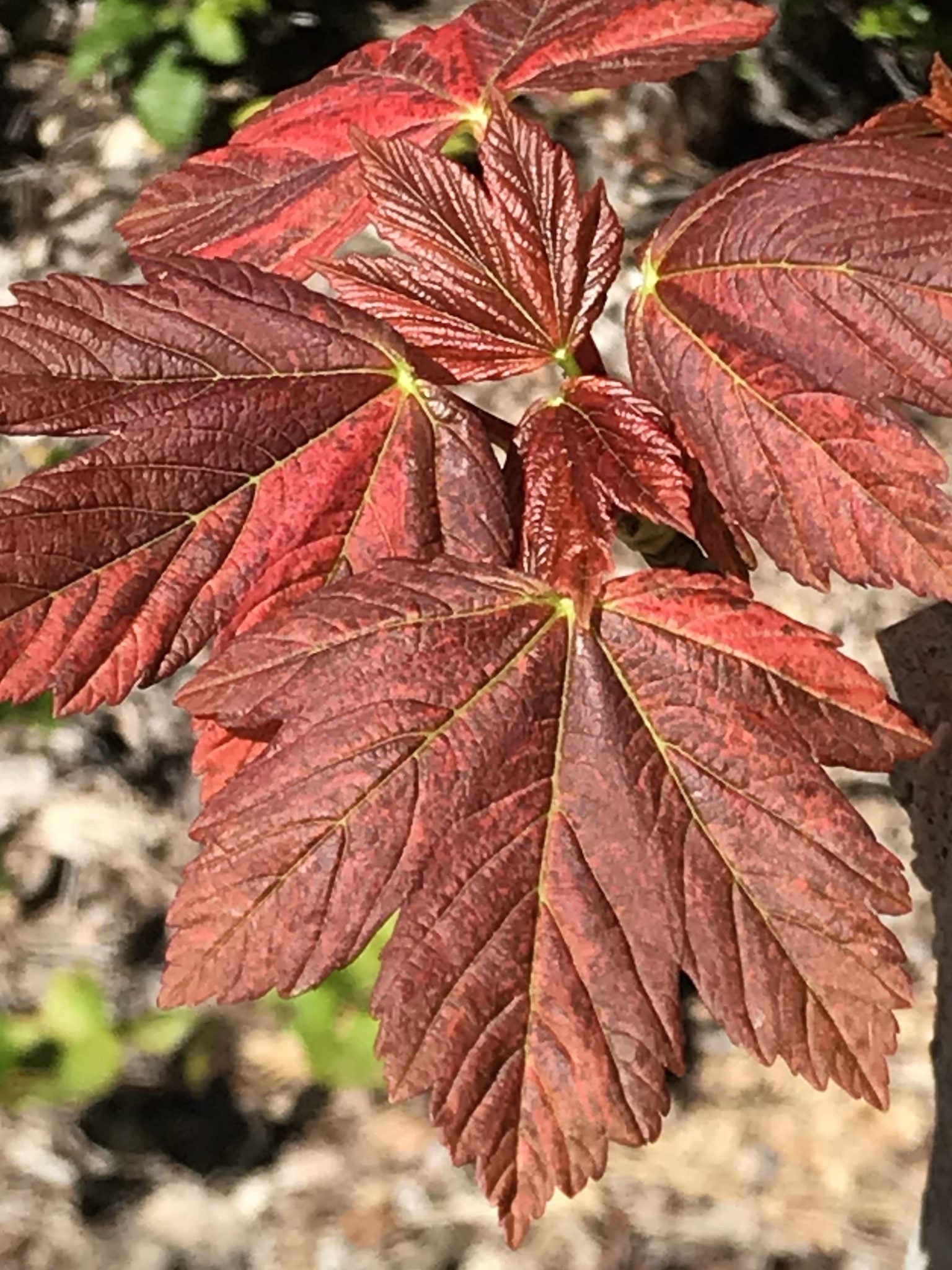 Acer pseudoplatanus Carnelian Wave