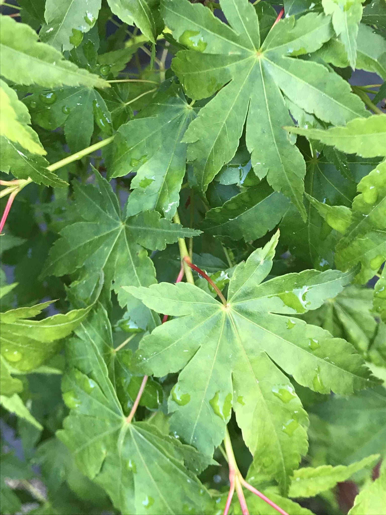 Columnar Japanese Maple
