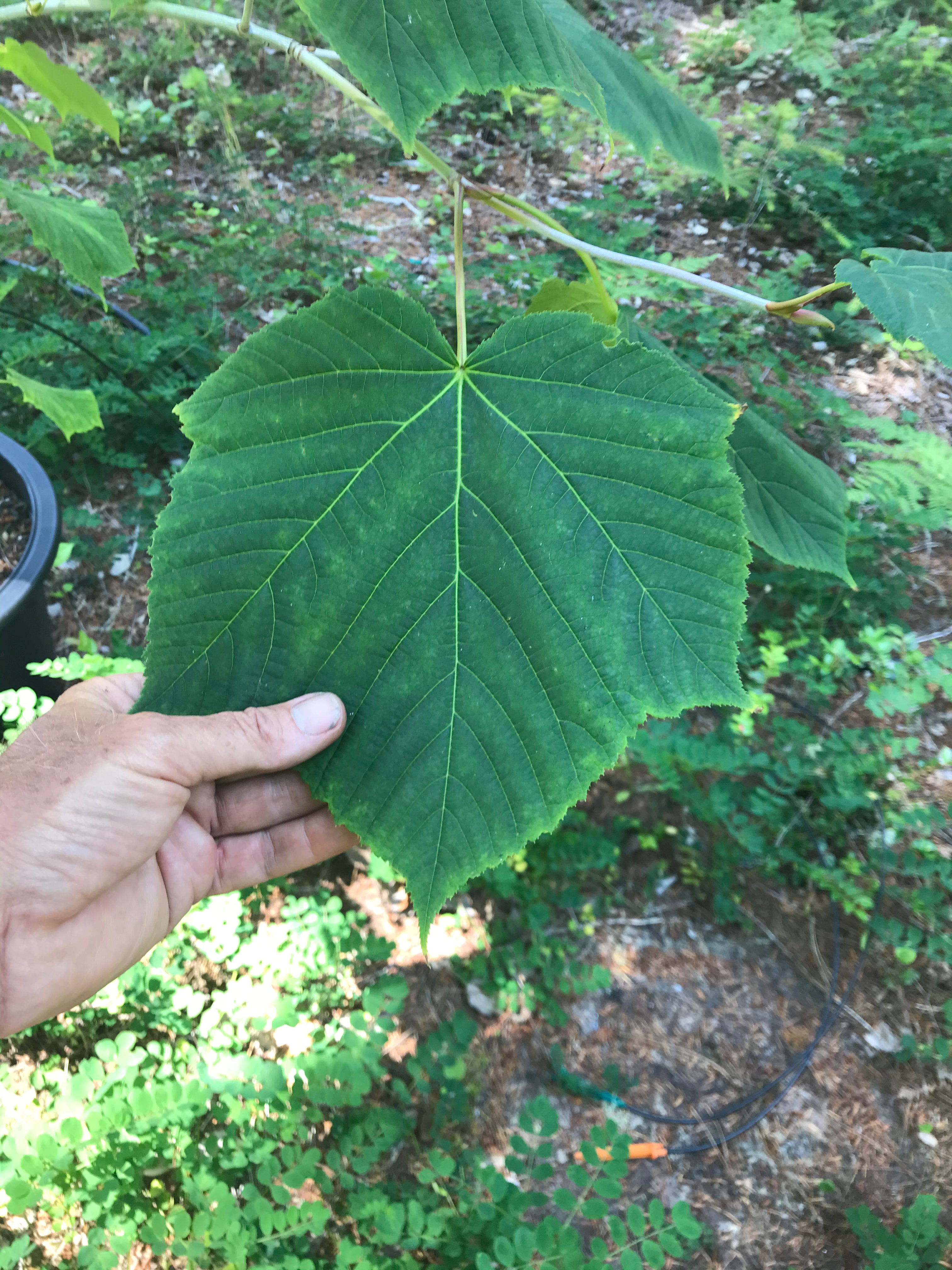Acer tegmentosum Joe Witt