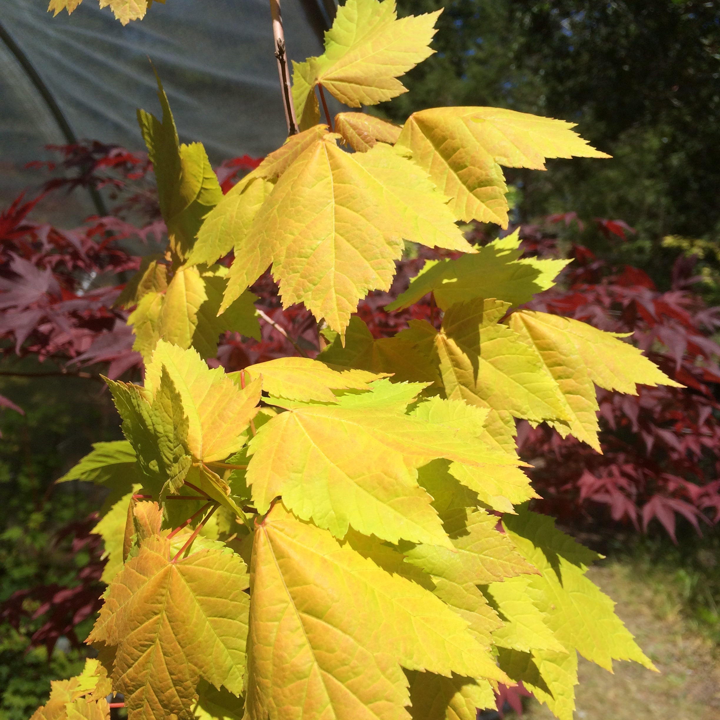 Acer rubrum Shocking Gold