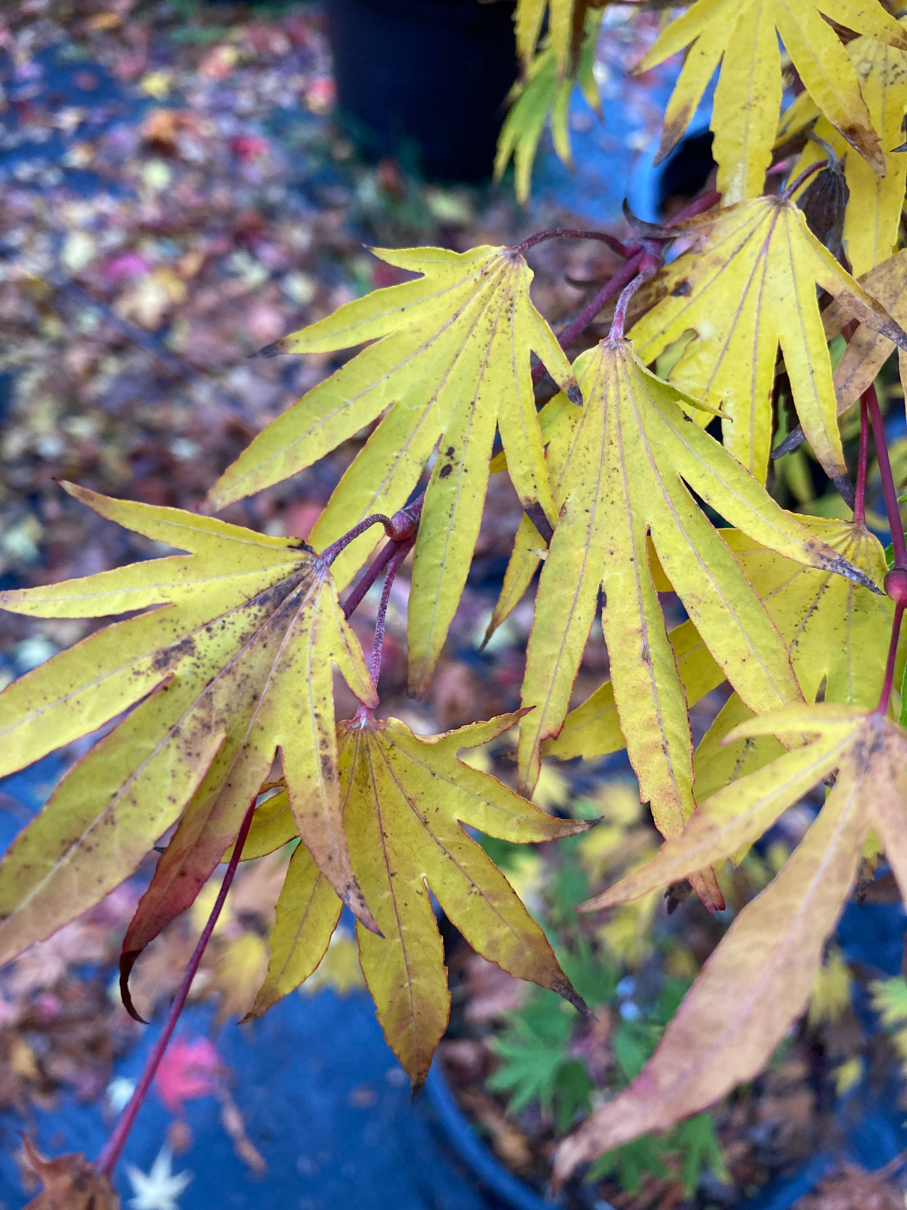 Acer sieboldianum Shoryu no tsume