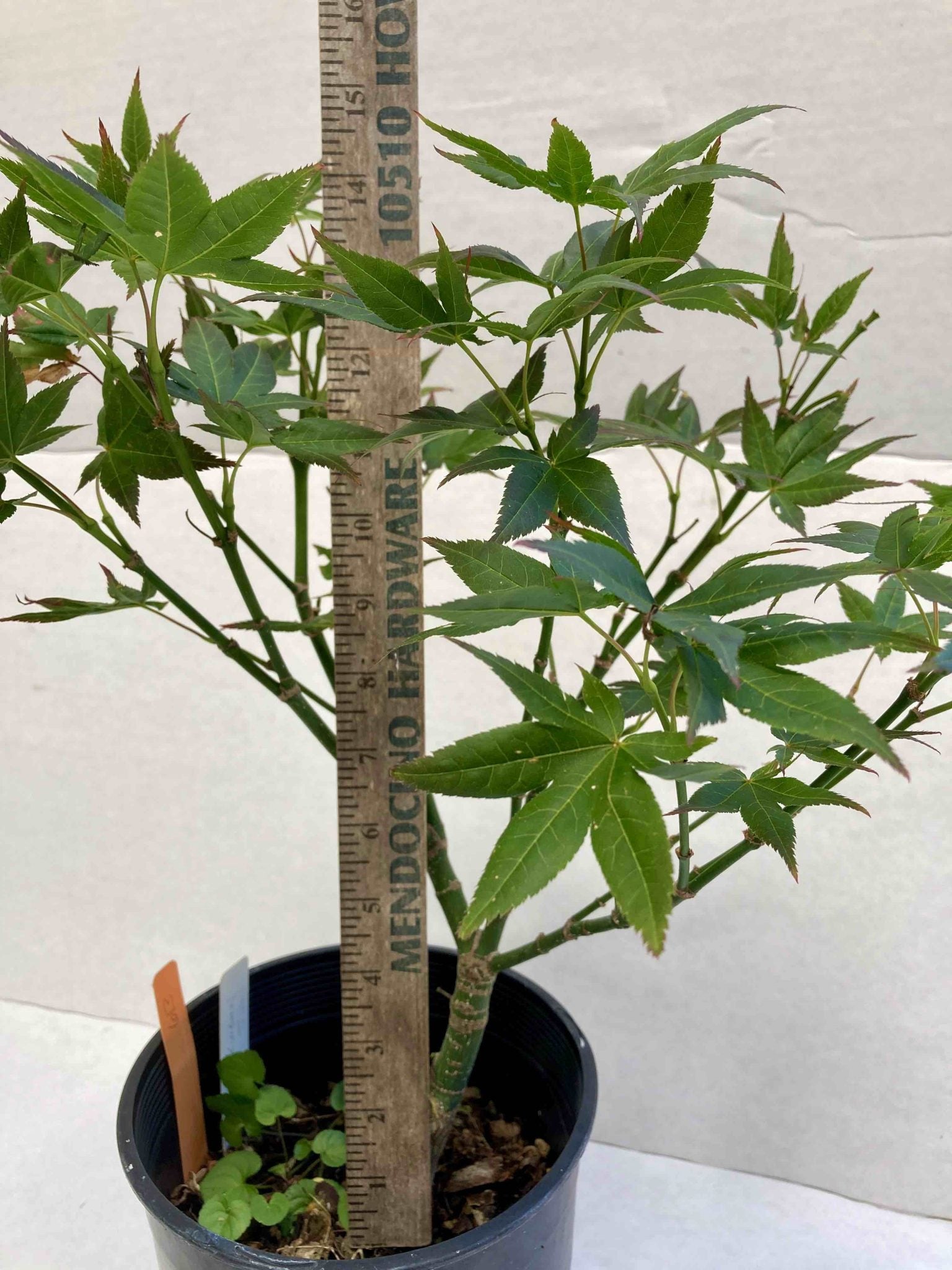 Kurenai Jishi 3-4 year Pre-Bonsai #613