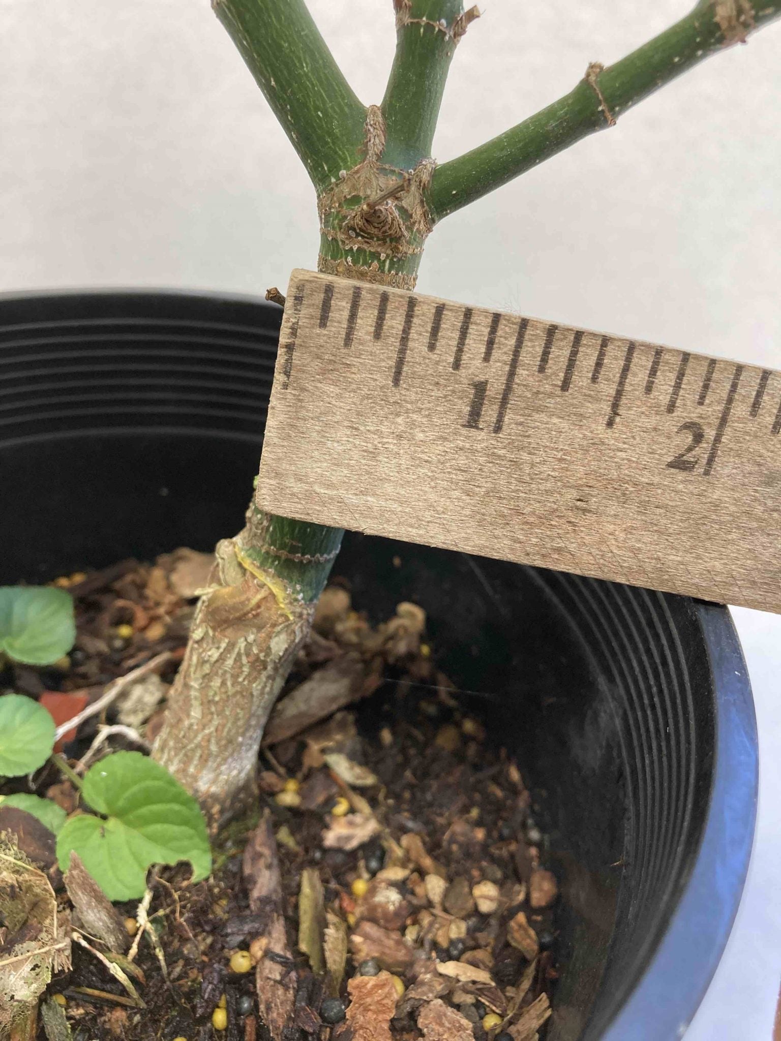 Kurenai Jishi 3-4 year Pre-Bonsai #613