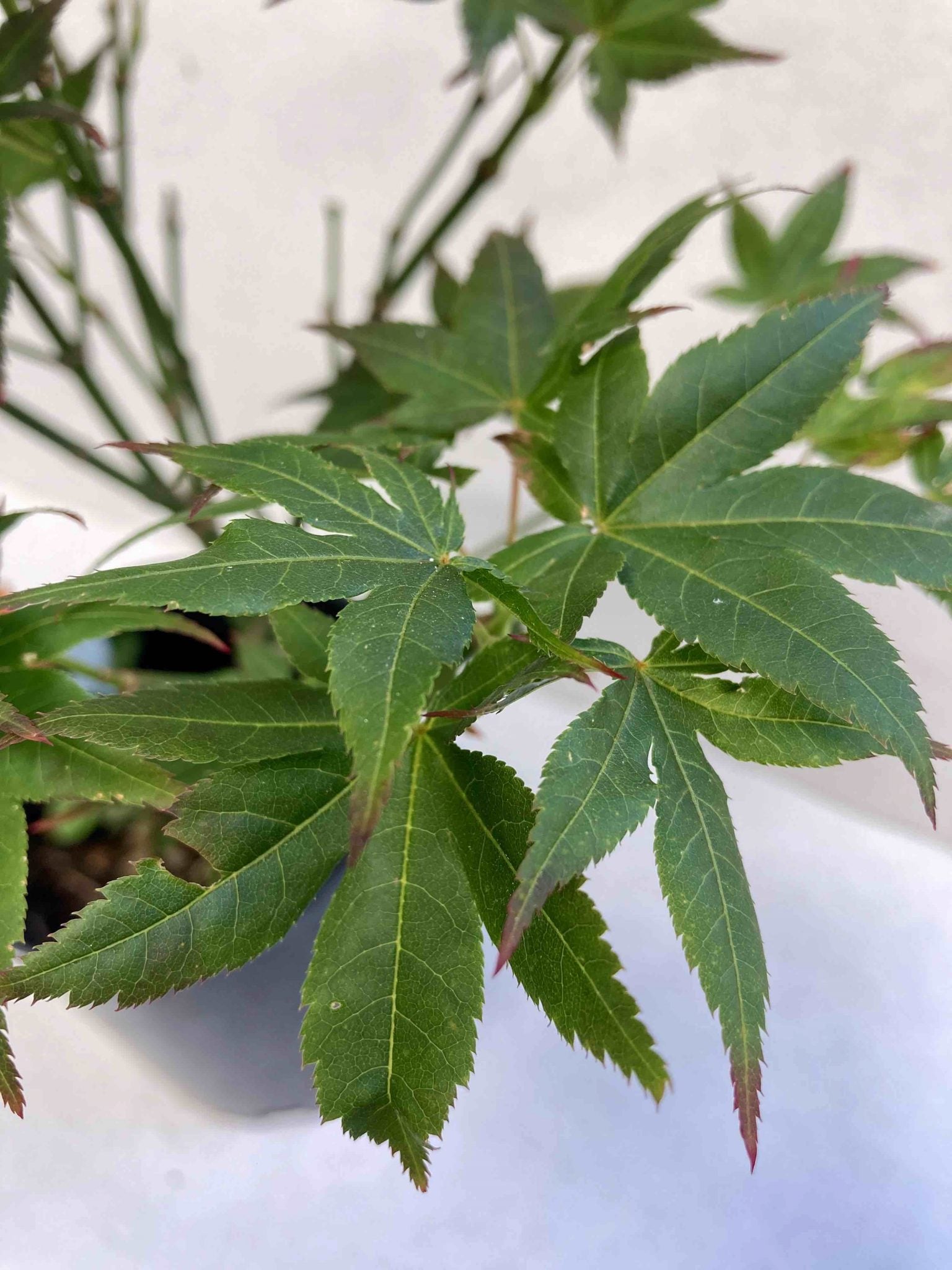 Kurenai Jishi 3-4 year Pre-Bonsai #613