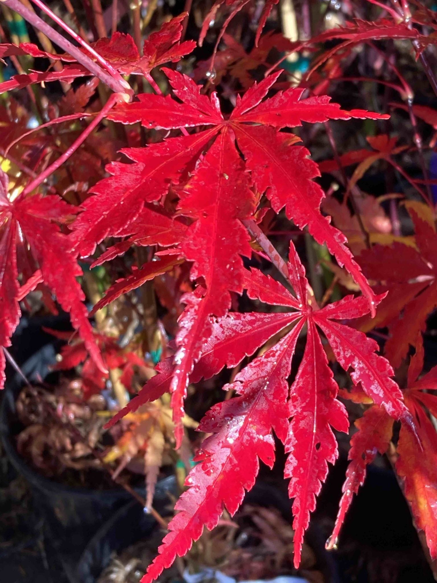 Fall's Fire