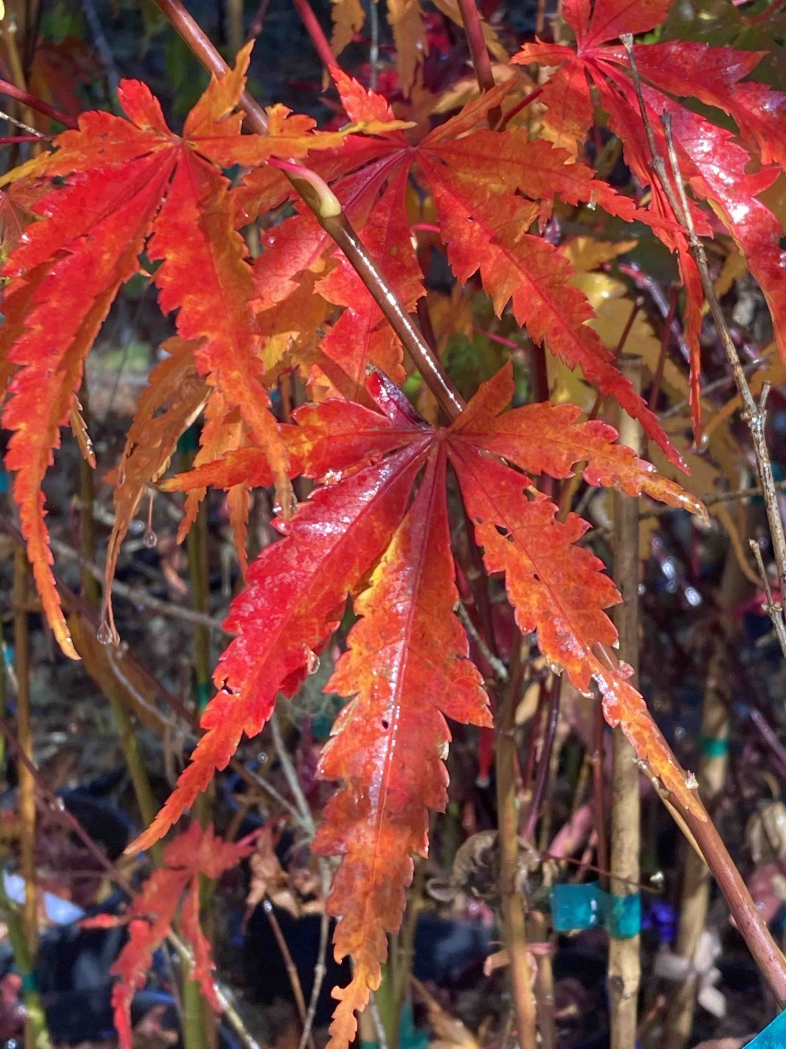 Fall's Fire