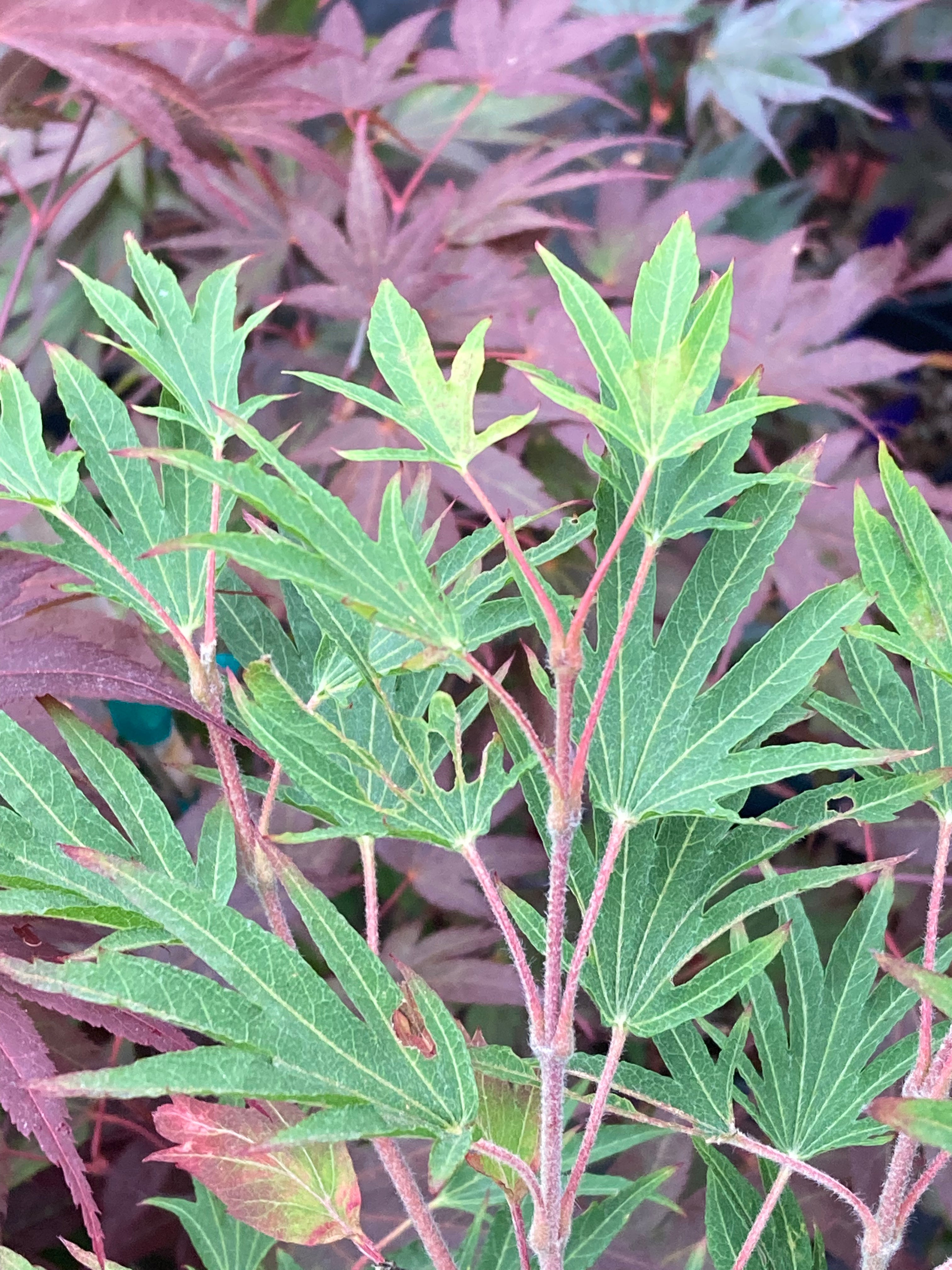 Acer sieboldianum Shoryu no tsume