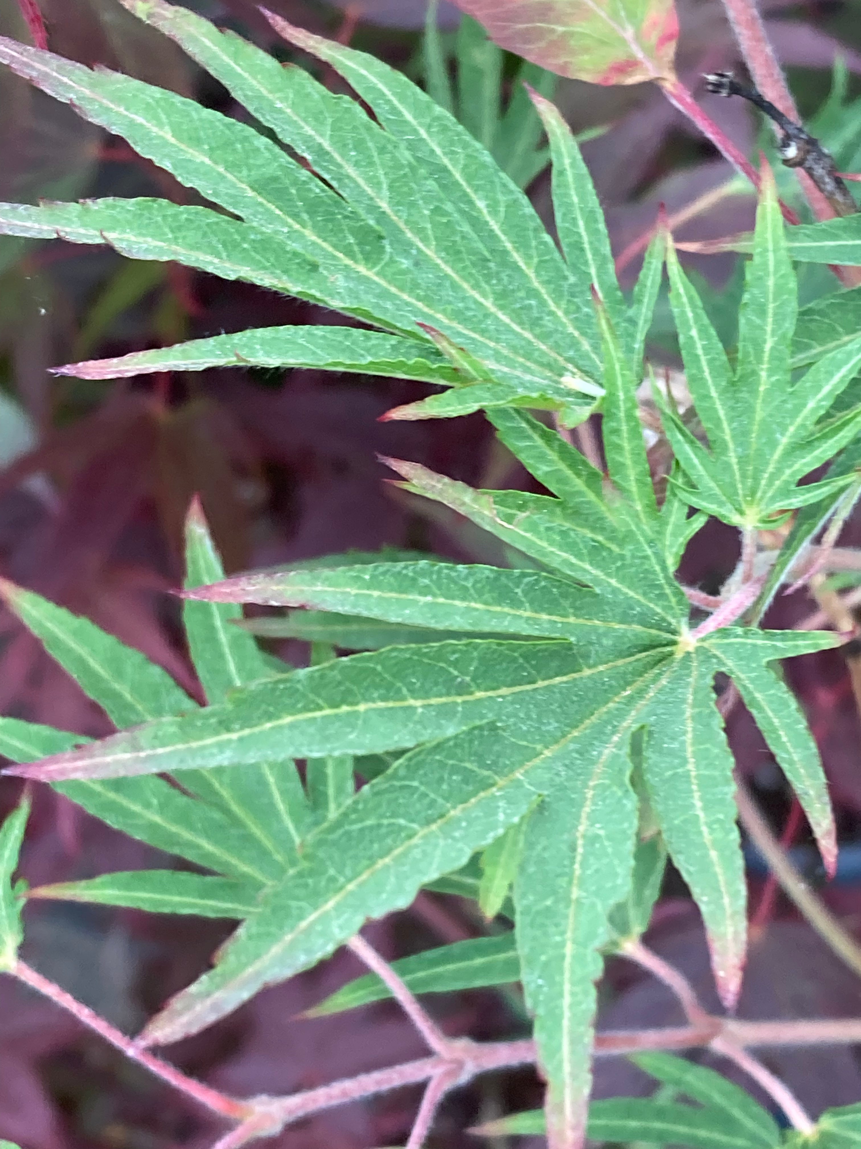 Acer sieboldianum Shoryu no tsume