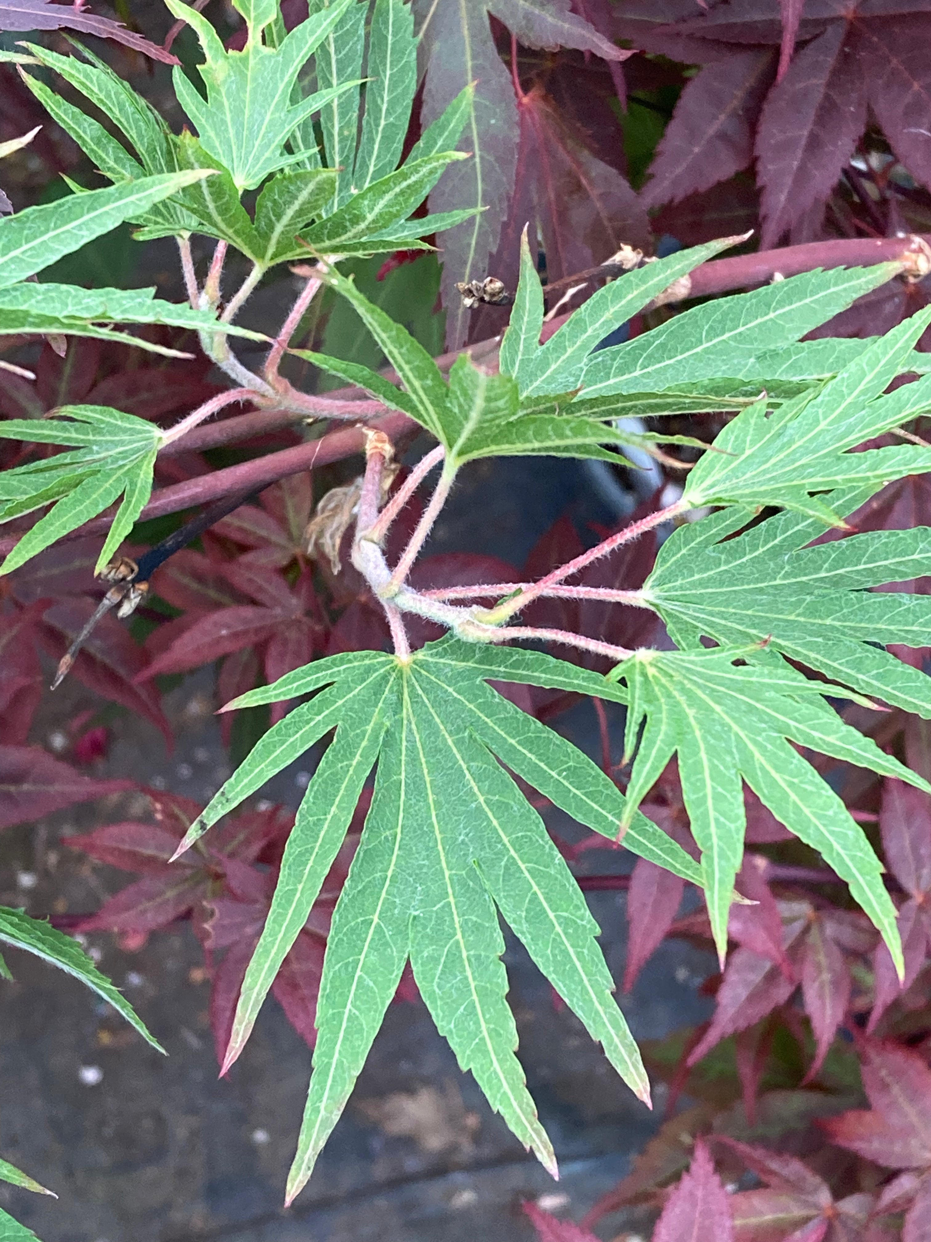 Acer sieboldianum Shoryu no tsume