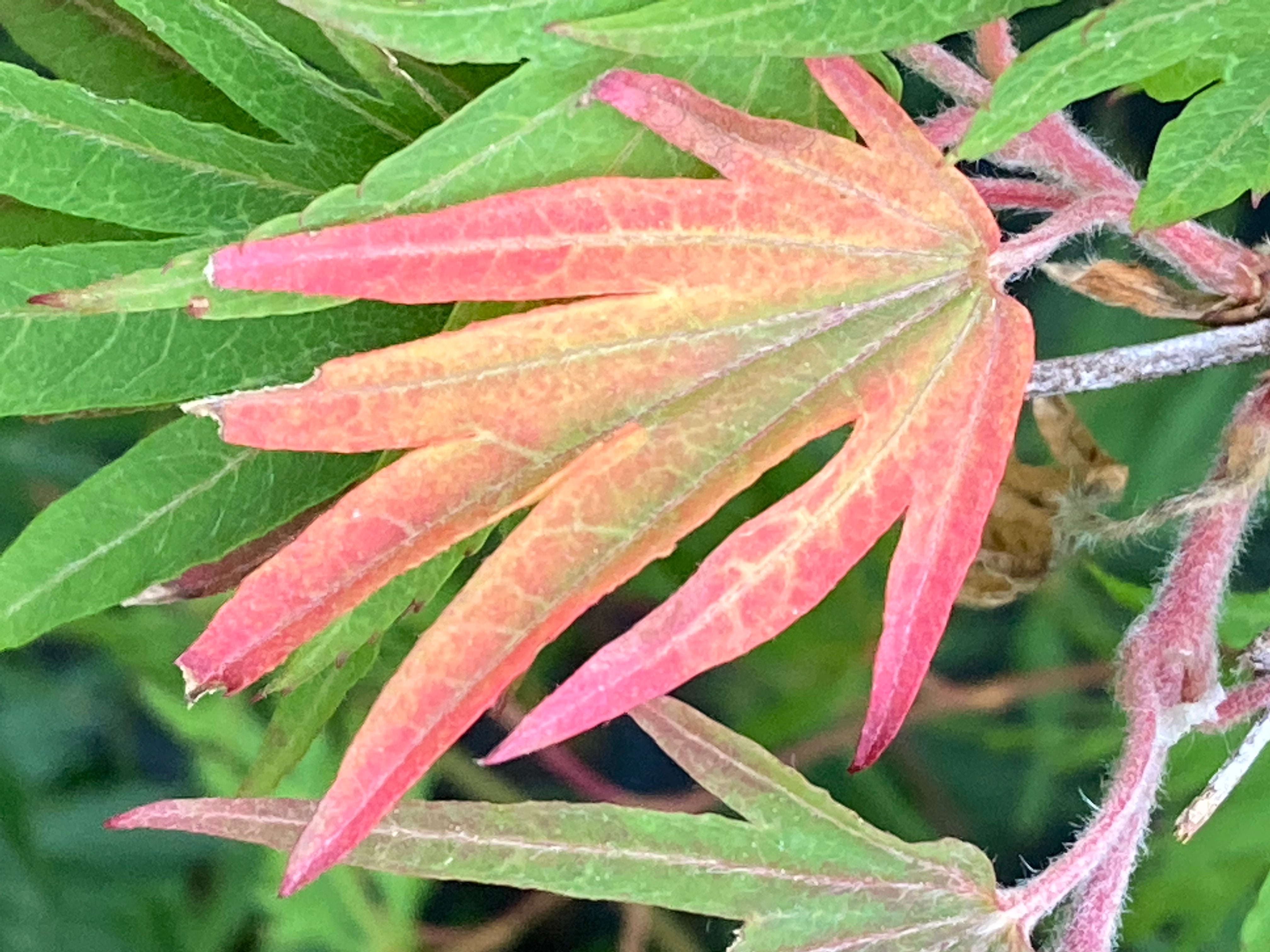 Acer sieboldianum Shoryu no tsume