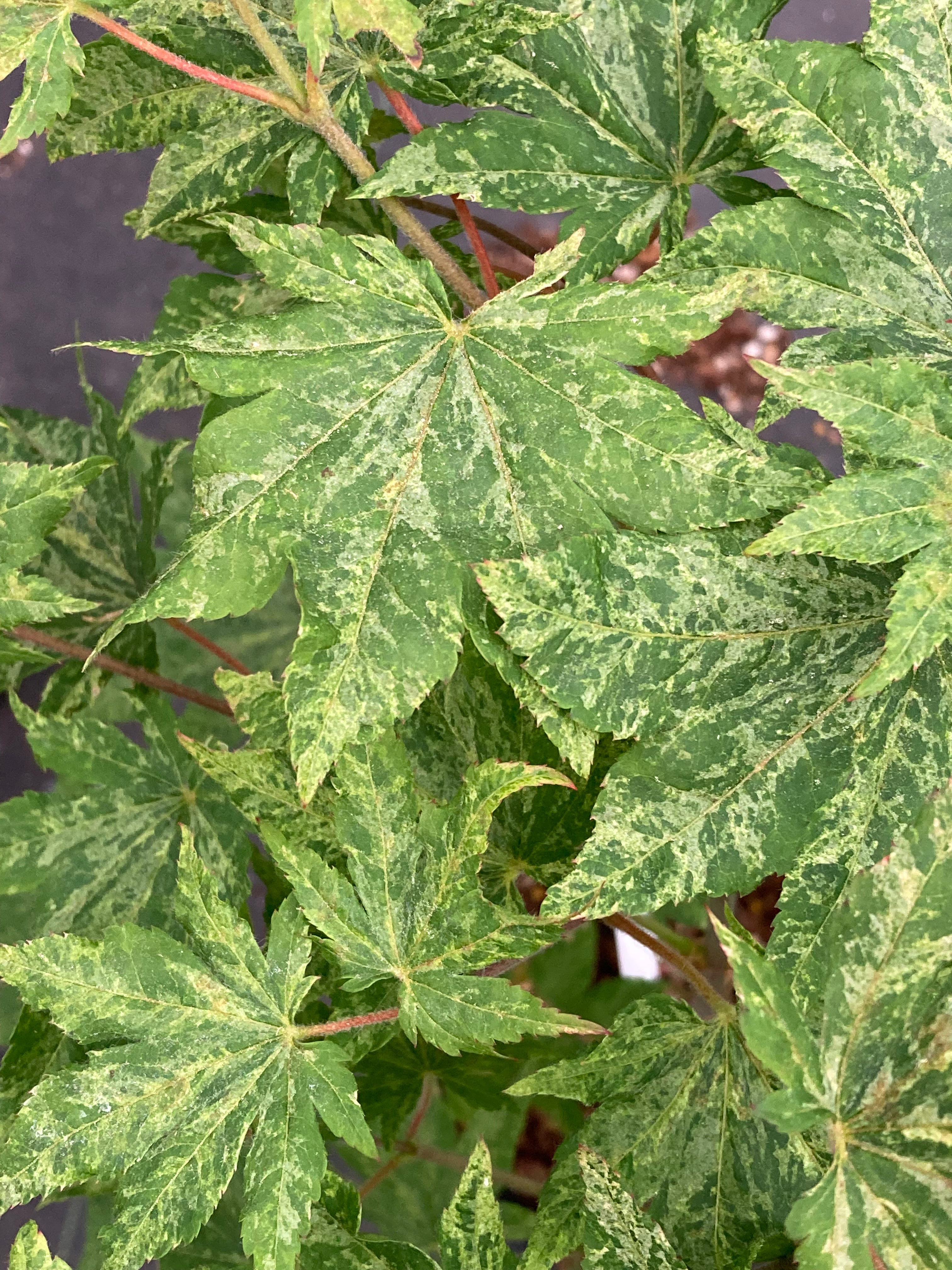 Acer Sieboldianum Kumoi Nishiki