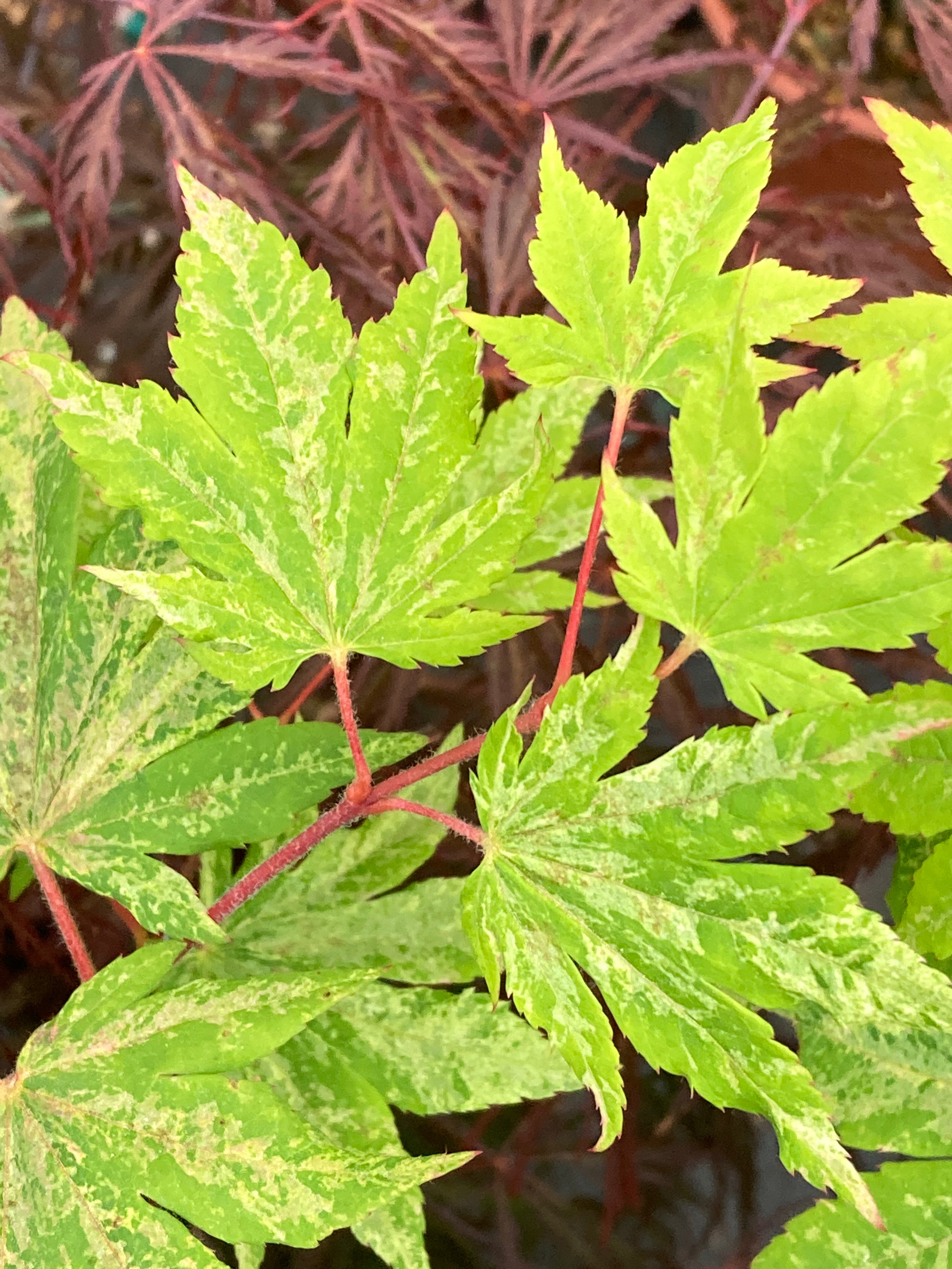 Acer Sieboldianum Kumoi Nishiki