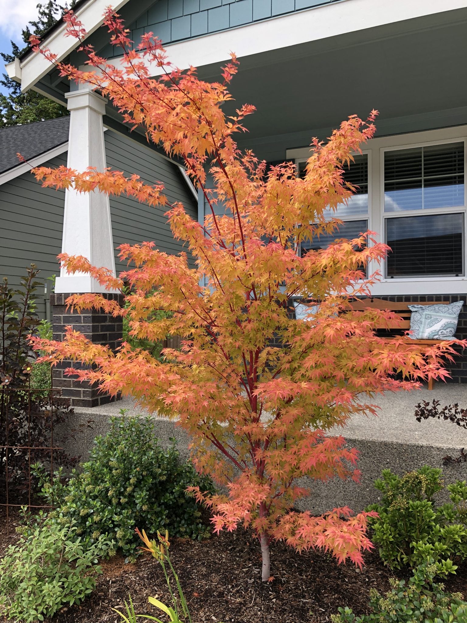 Coral Bark Japanese Maple