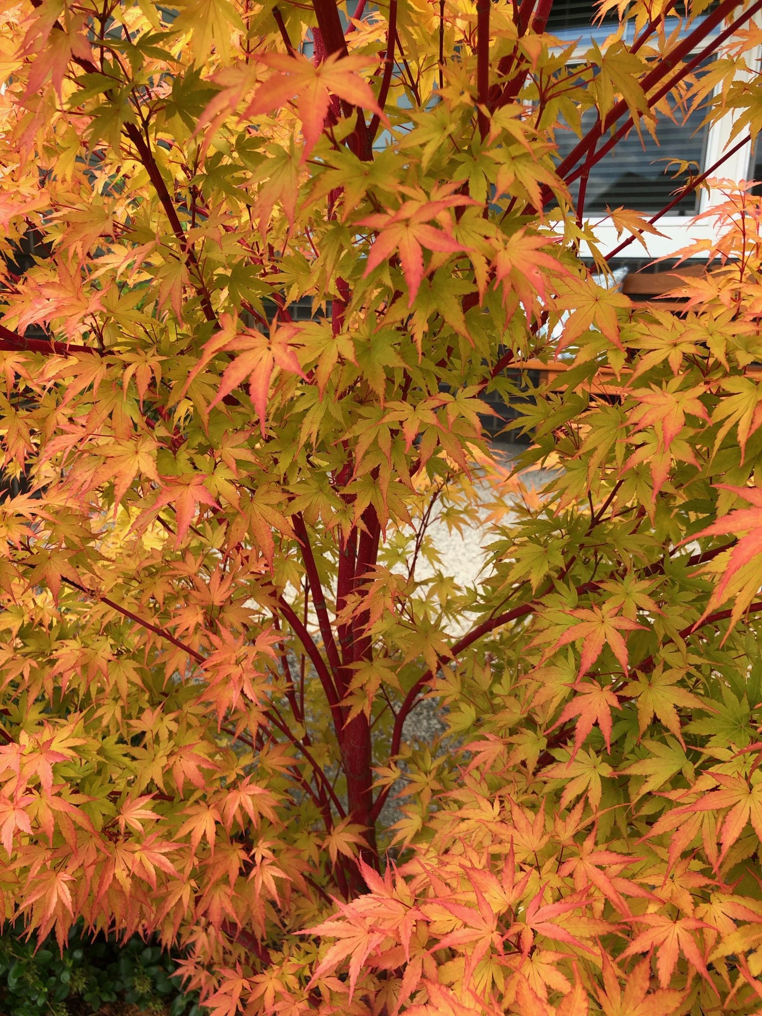 Coral Bark Japanese Maple