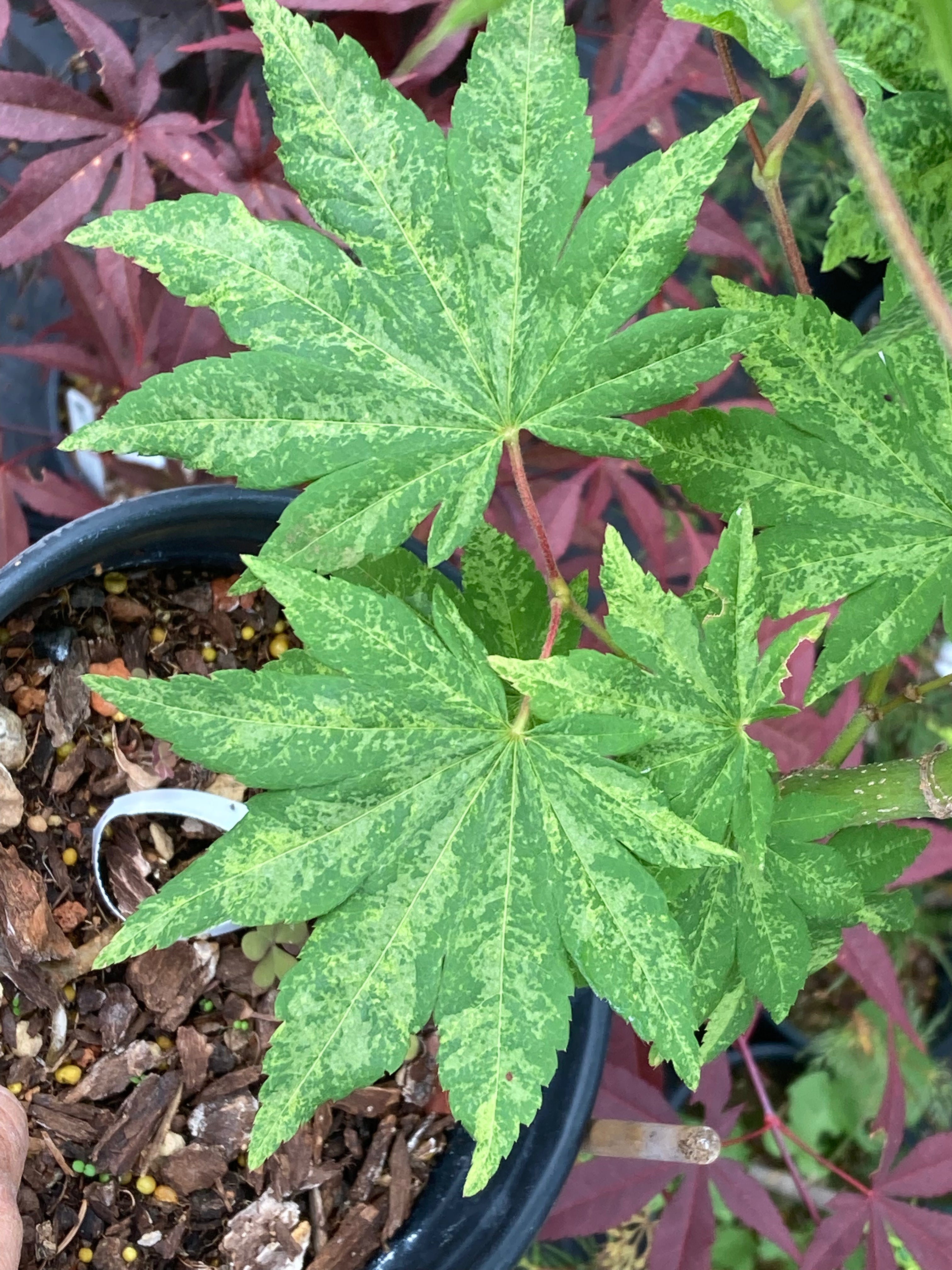 Acer Sieboldianum Kumoi Nishiki