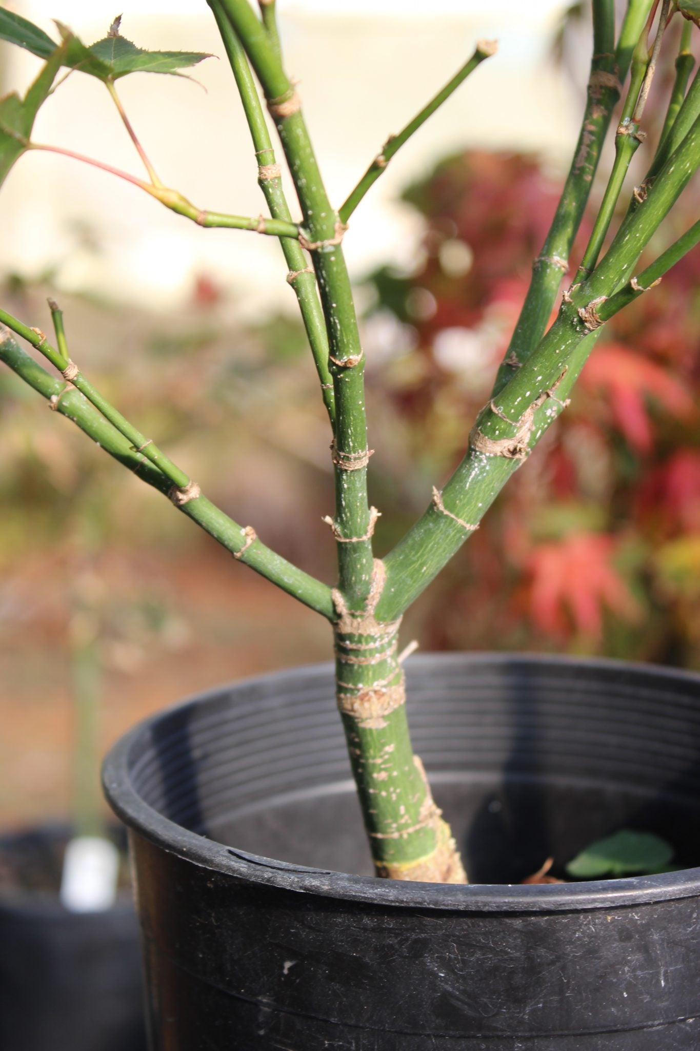 Kurenai Jishi 3-4 year Pre-Bonsai #613